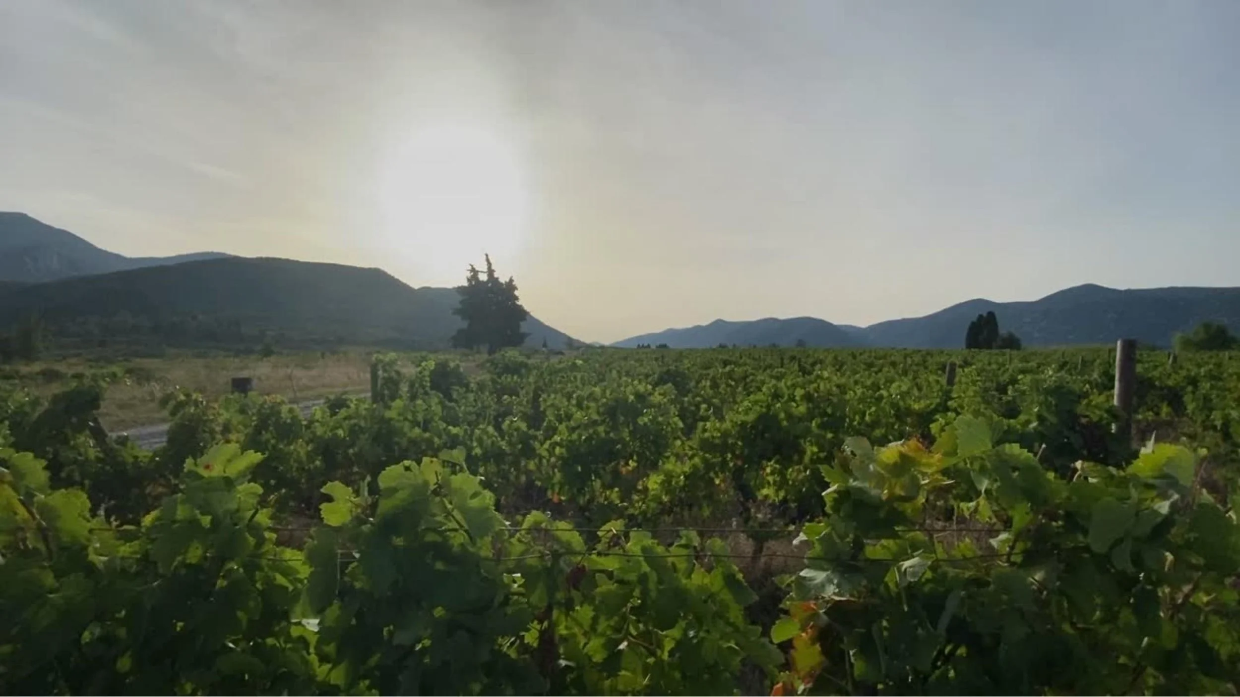 Vineyard Fields Roussillon and Languedoc Region France