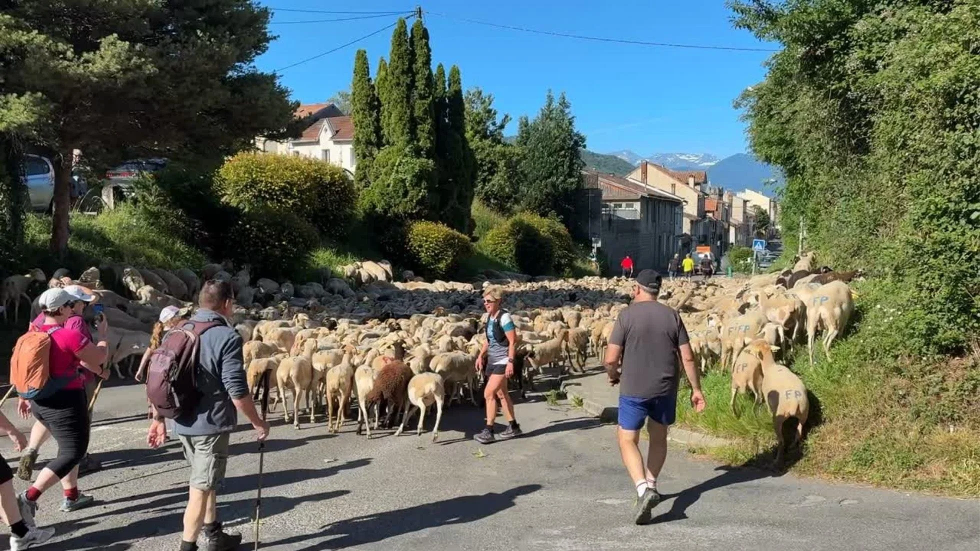 Sheep being herded through town on a sunny day.