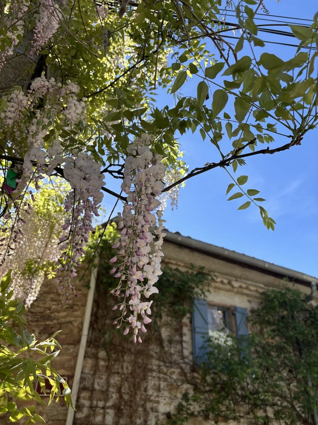 Photo of flowers and a house in the background
