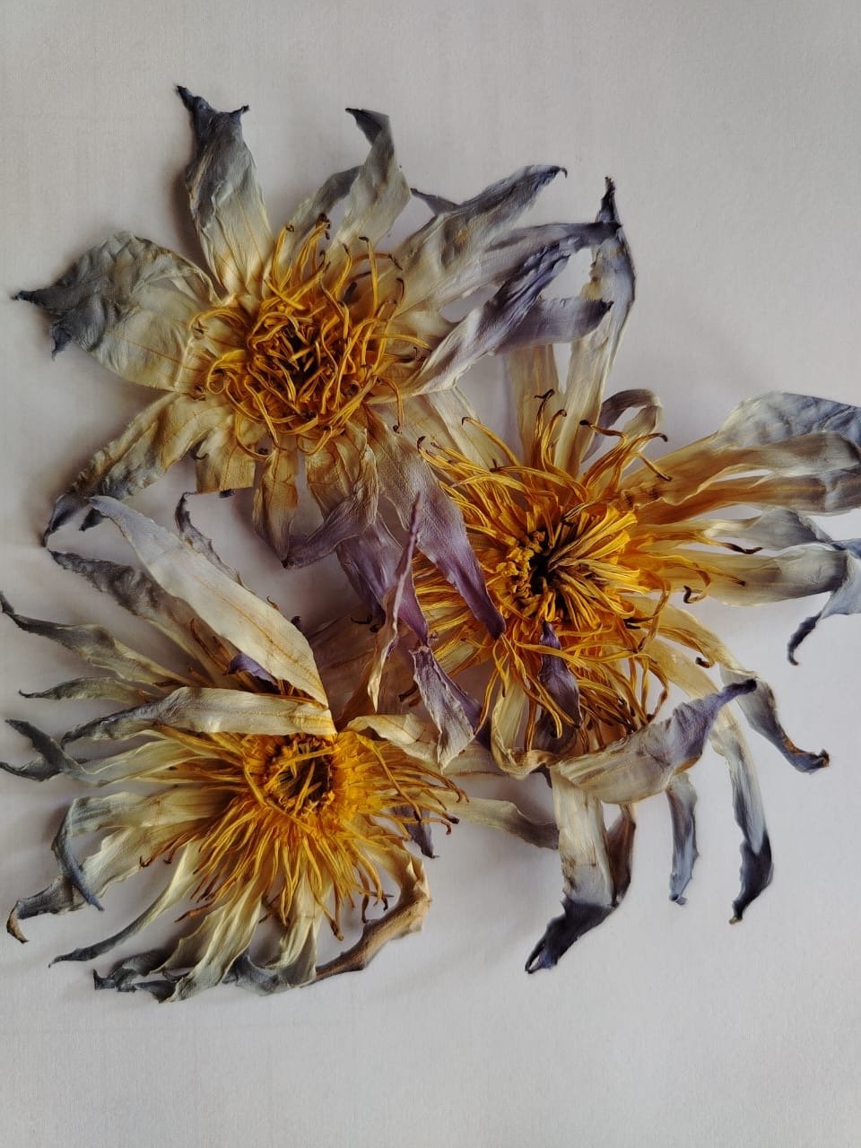 egyptian-blue-lotus-dried.jpg