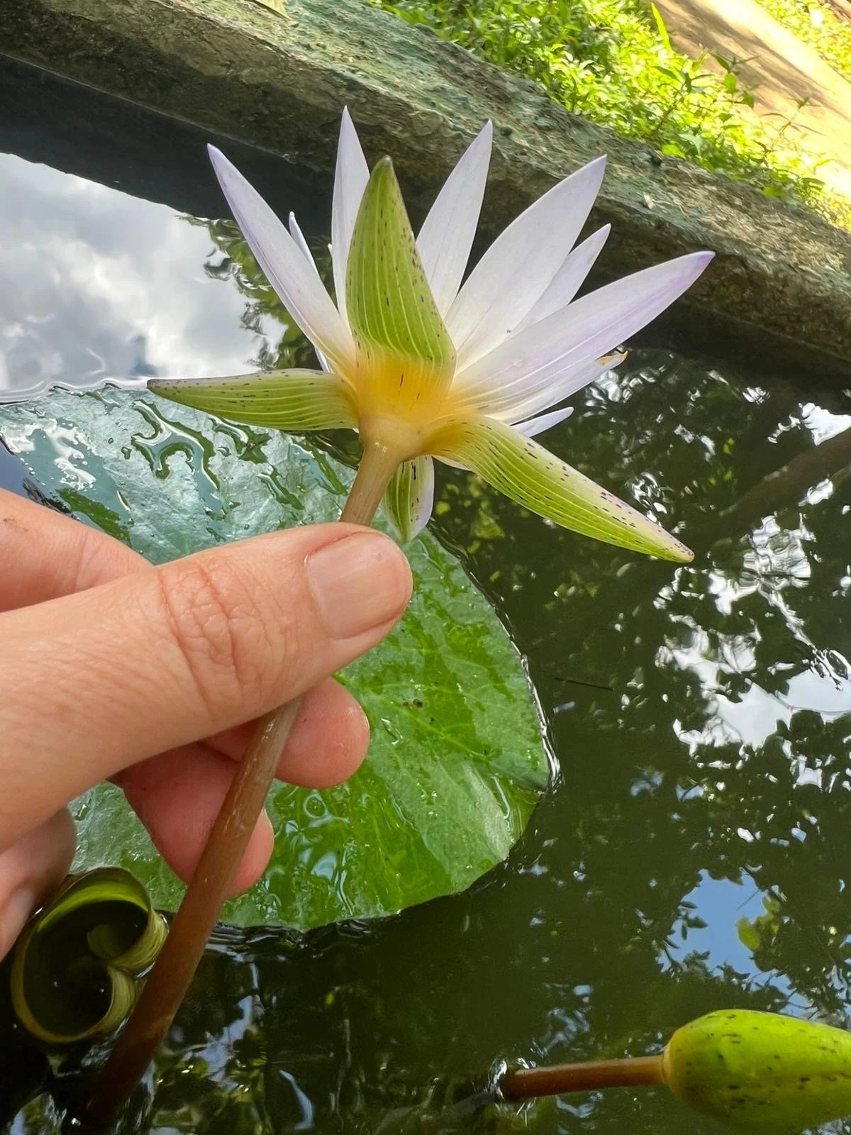 Thai vs Egyptian Blue Lotus: A Clear Guide to Authenticity, Origin, and Market Confusion