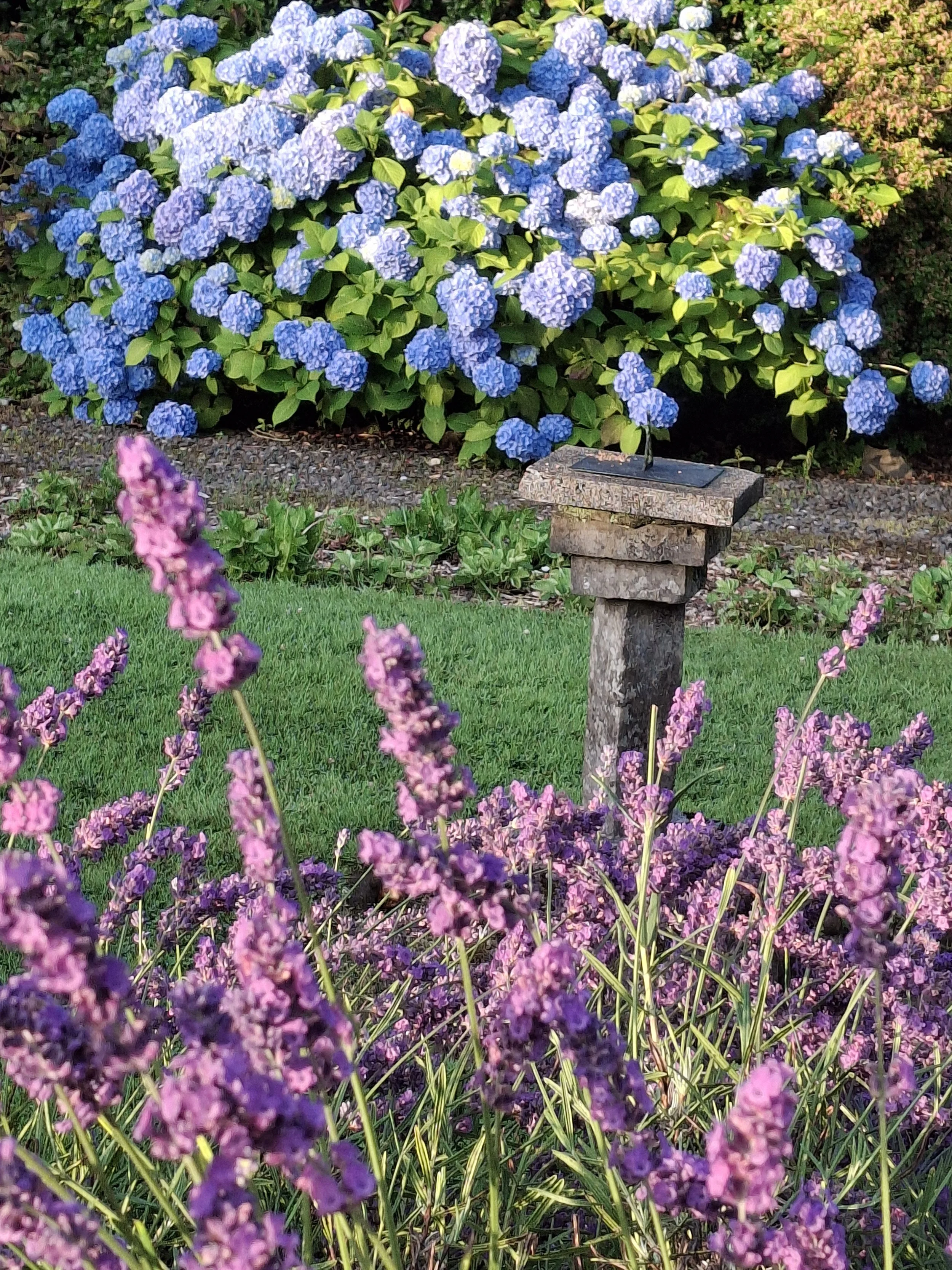 Hydrangea, Sundial, Lavender.jpg