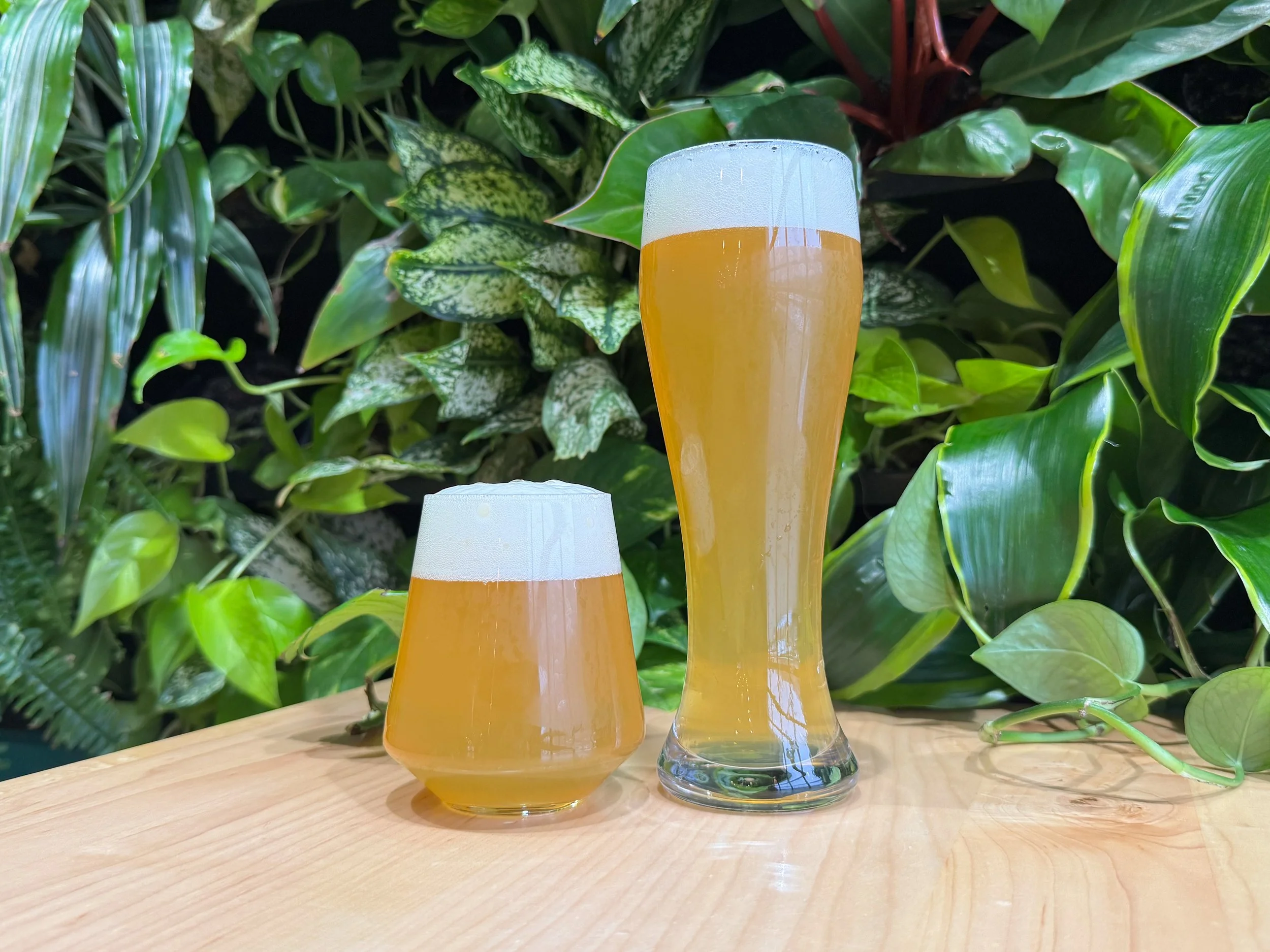 Convergent Evolution