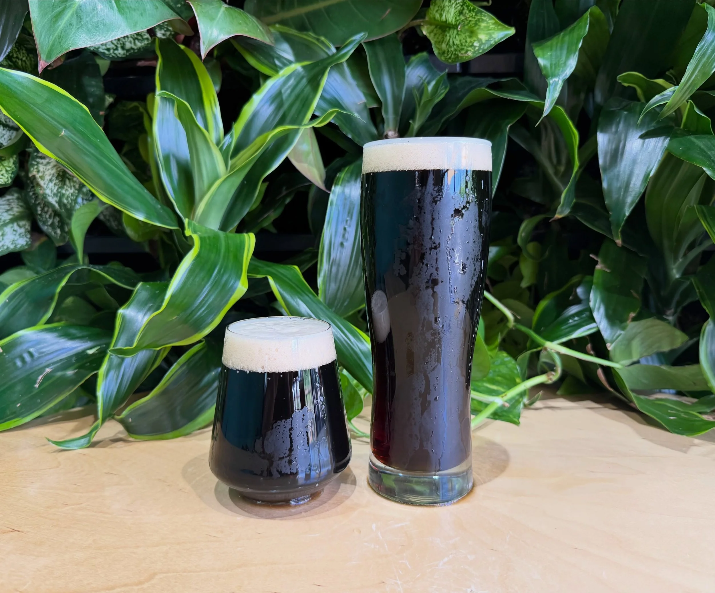 New beer is here! ⭐️ Meet Hemlock. It&rsquo;s a Schwarzbier &ndash; which is Head Brewer Matt&rsquo;s favorite style of beer &ndash; made with Hallertau Mittelfr&uuml;h Noble hops. 🍺 It&rsquo;s roasty but light, clean and refreshing with a biscuity 