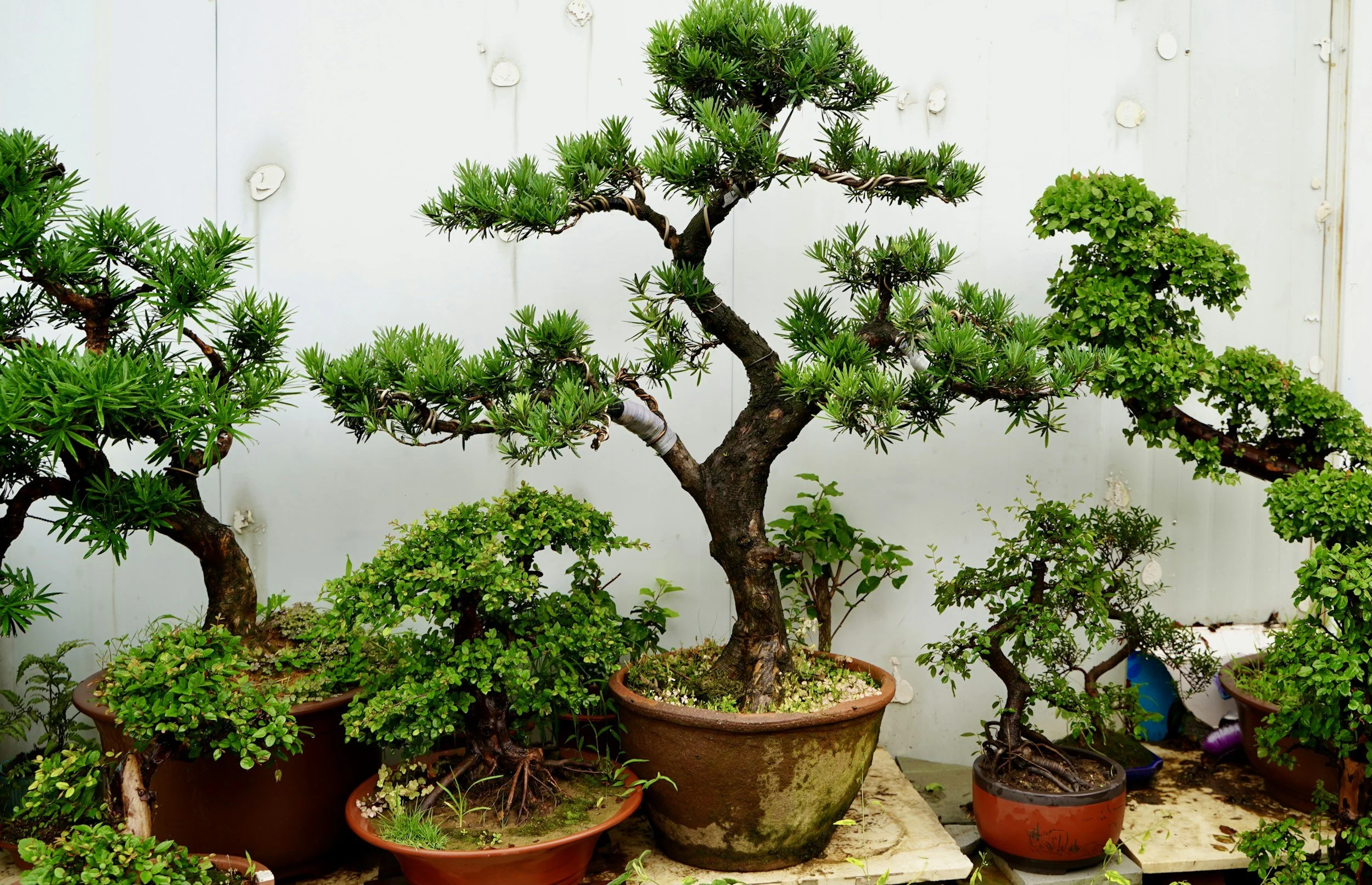 Summer Camp: Bonsai and Beer Workshop