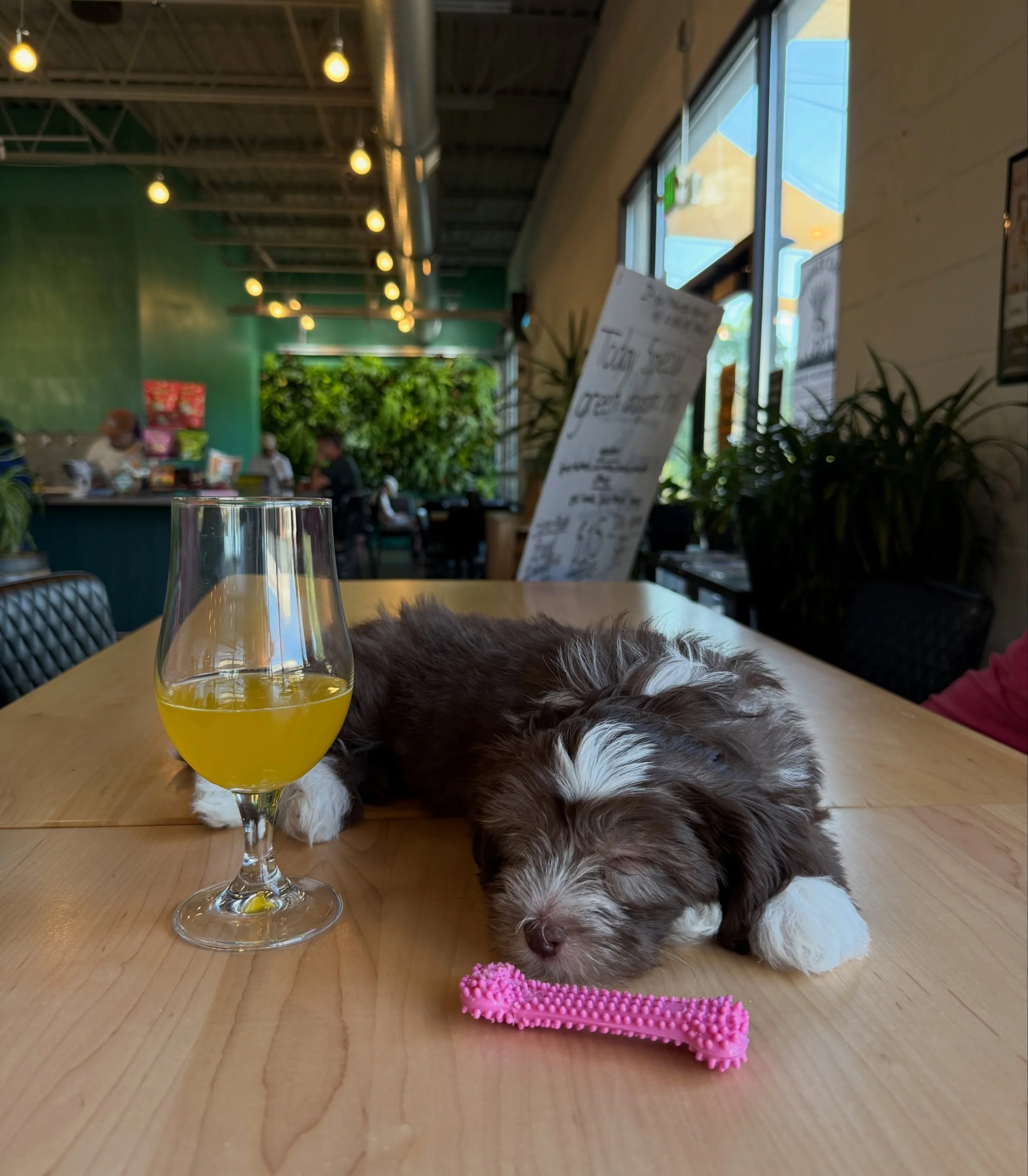 This is Cleo. She&rsquo;d like to remind you at Wandering Leaf is dog-friendly (and on Pup Pass!) and that we have treats at the bar for all the good girls and boys. 💖 Is your pup a WLBC regular? DM us a pic! Cheers!