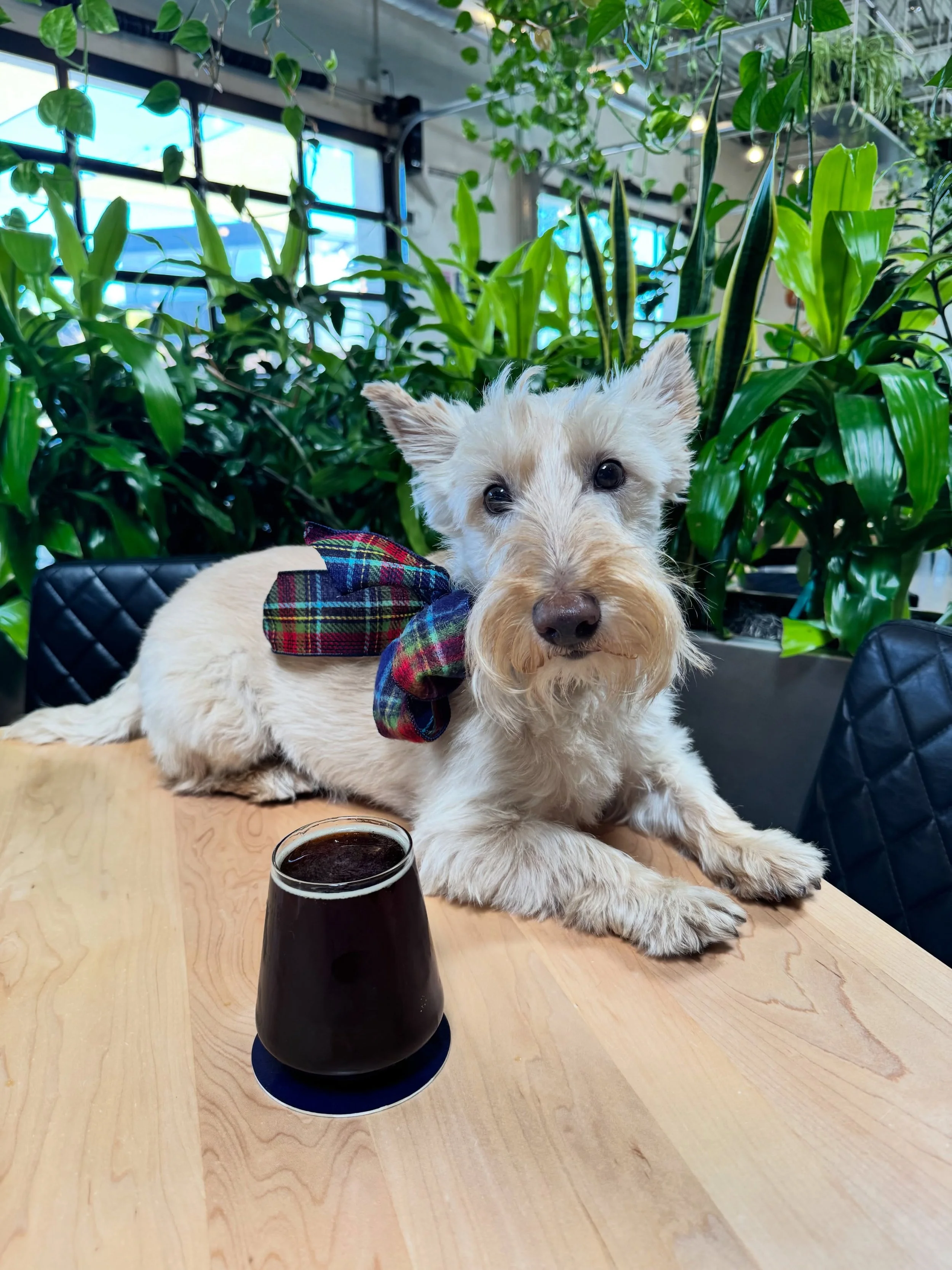 New on tap: Wee Scot! 🏴󠁧󠁢󠁳󠁣󠁴󠁿 This 8.5% Wee Heavy, or a strong Scotch Ale, has notes of toffee, zucchini bread and biscuity aromatics. It&rsquo;s made with 100% Craft Malt from Two Track Malting in North Dakota. Plus, it&rsquo;s Scottie approv