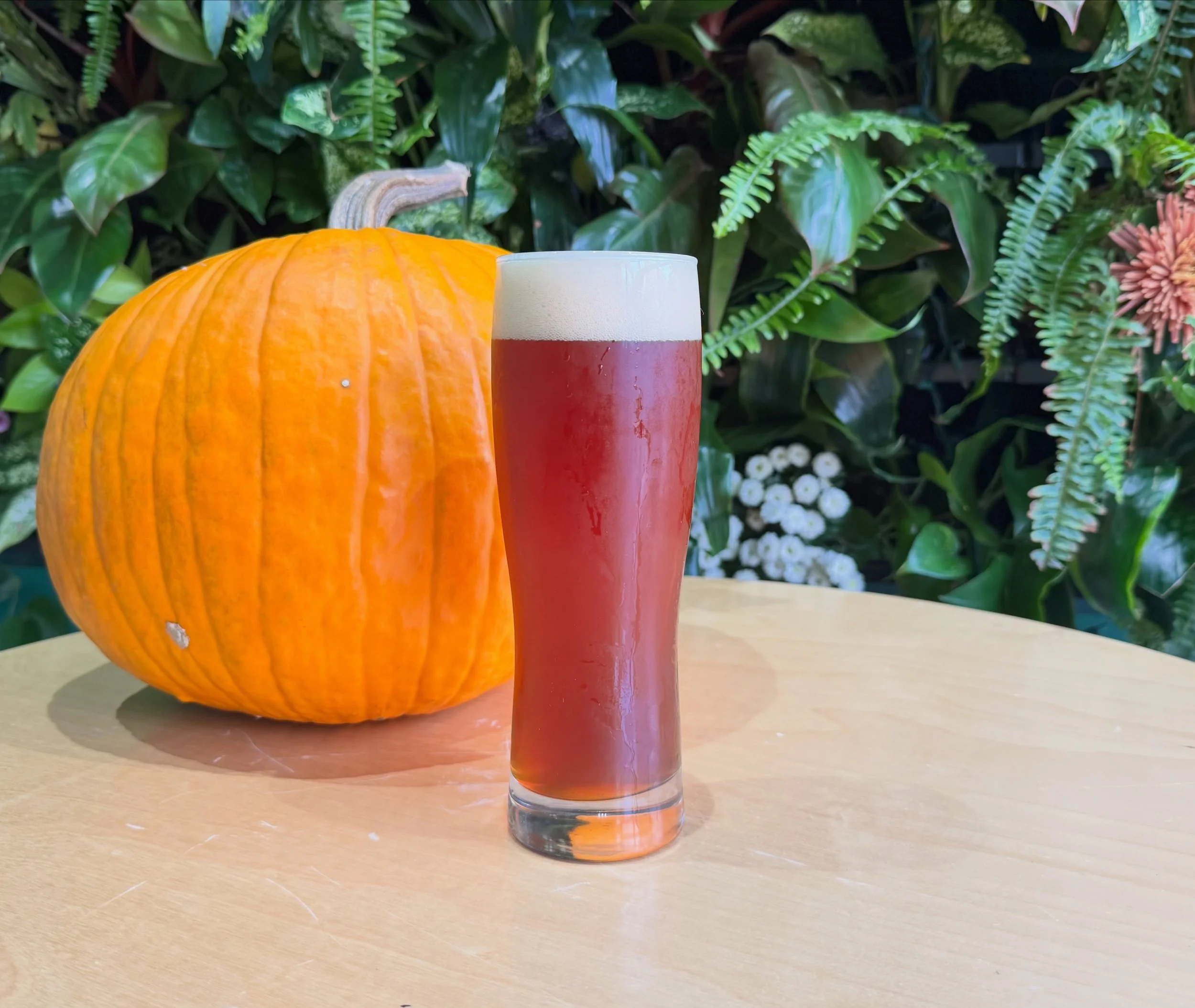 OMG! Our smoked, pumpkin-infused American Amber Ale Oh My Gourd! is on tap now! 🎃 Seasonal pie pumpkins from Featherstone Farm are smoked to perfection, then the ale is spiced up in the tank for a resulting beer that has a warming, chai character. ?