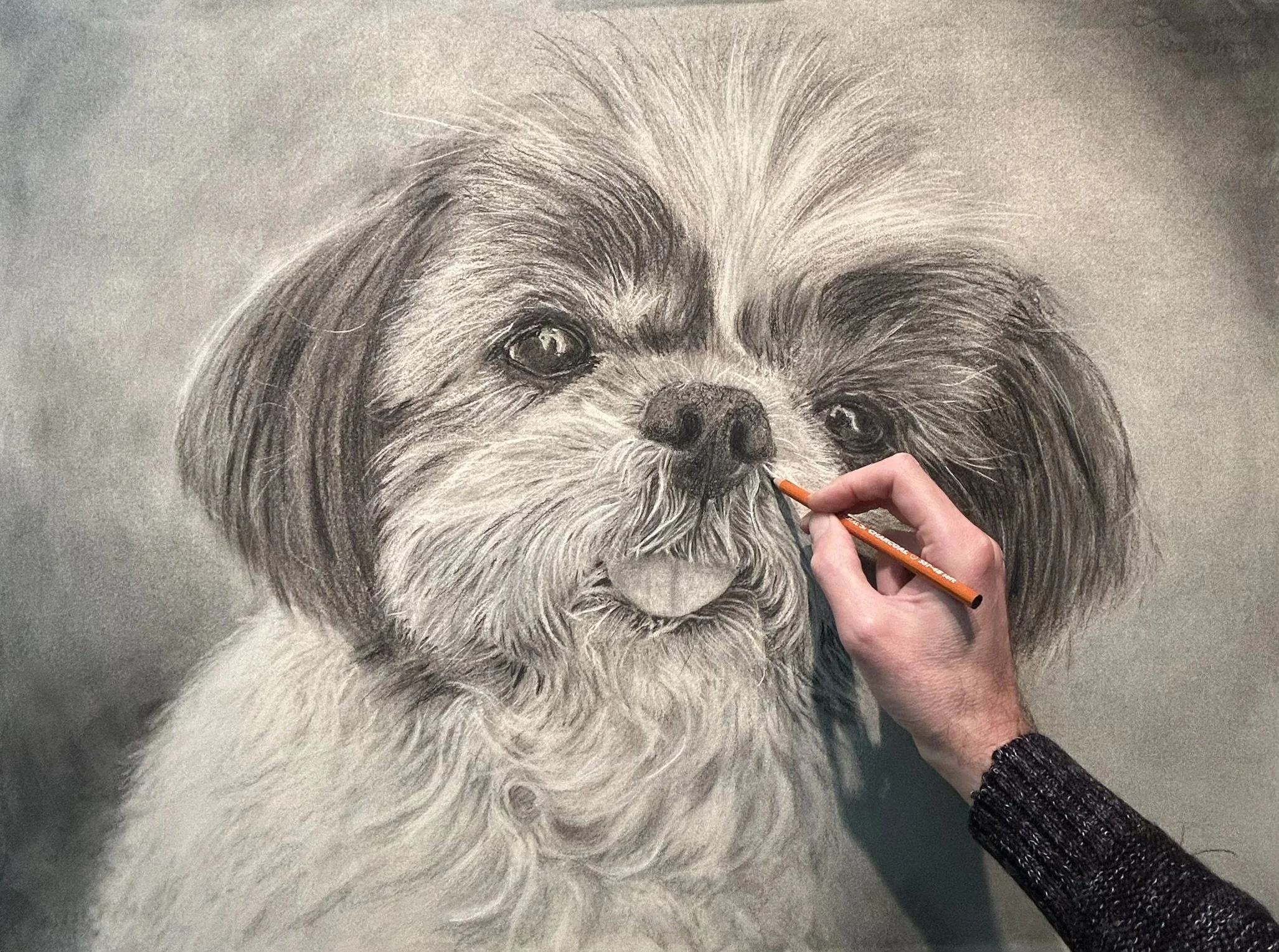 Houtskooltekening Shih Tzu hond