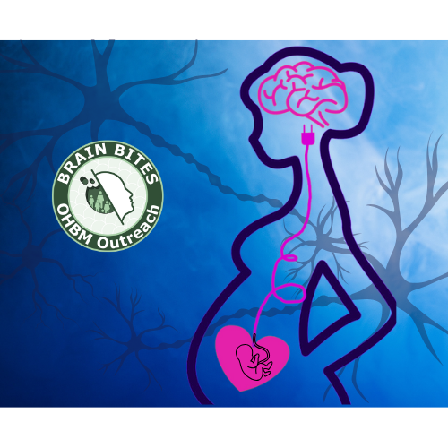 What happens to a mother's brain during pregnancy?