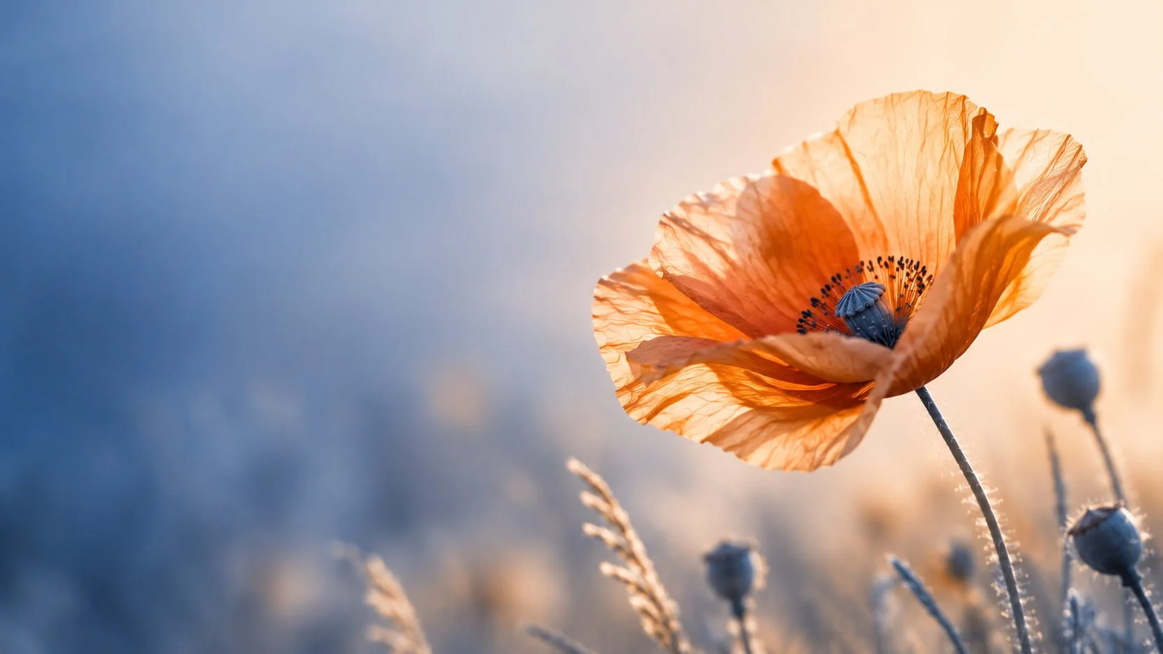 Dreamy poppy in a blue haze
