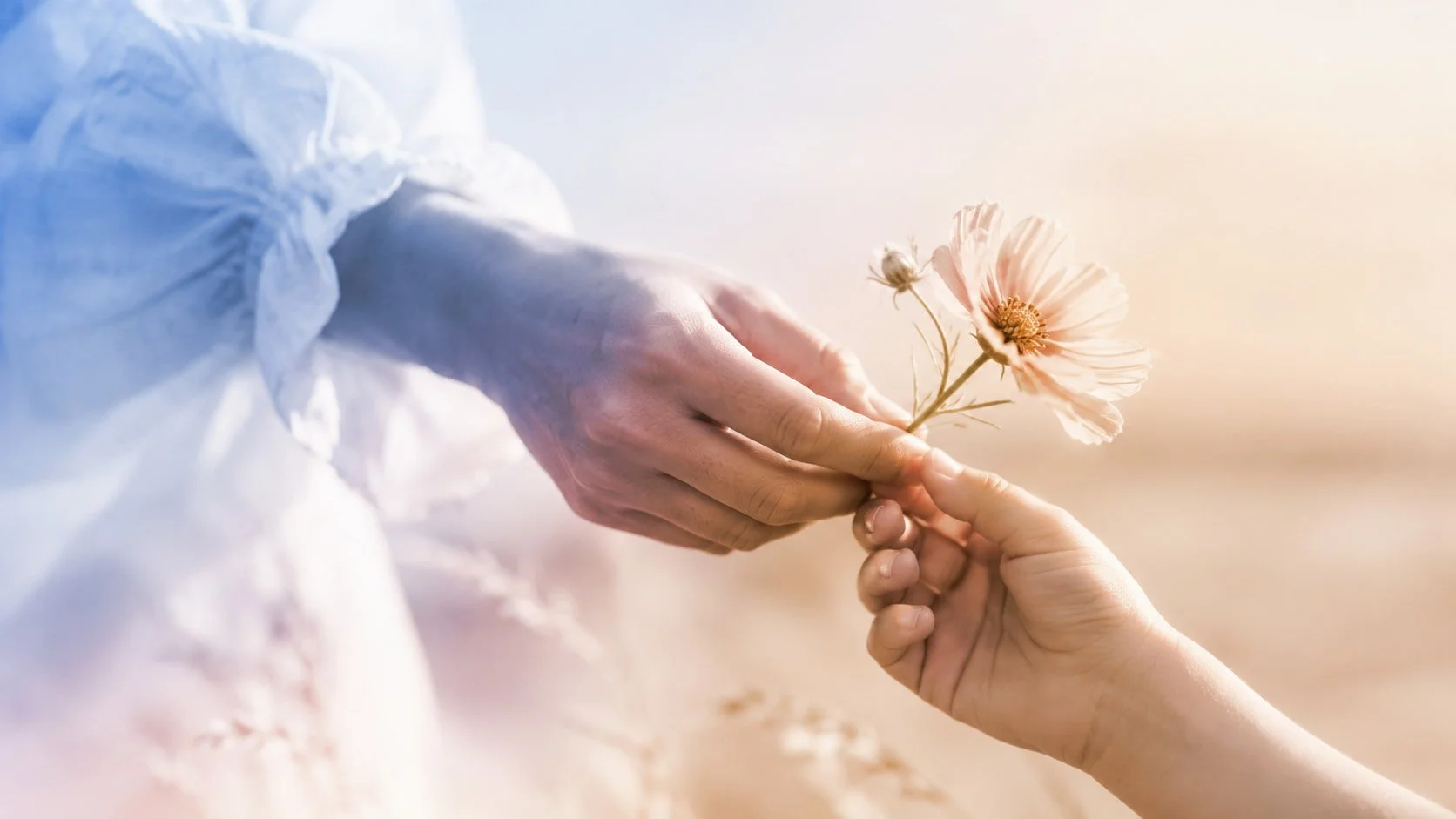 One hand passing a flower to another