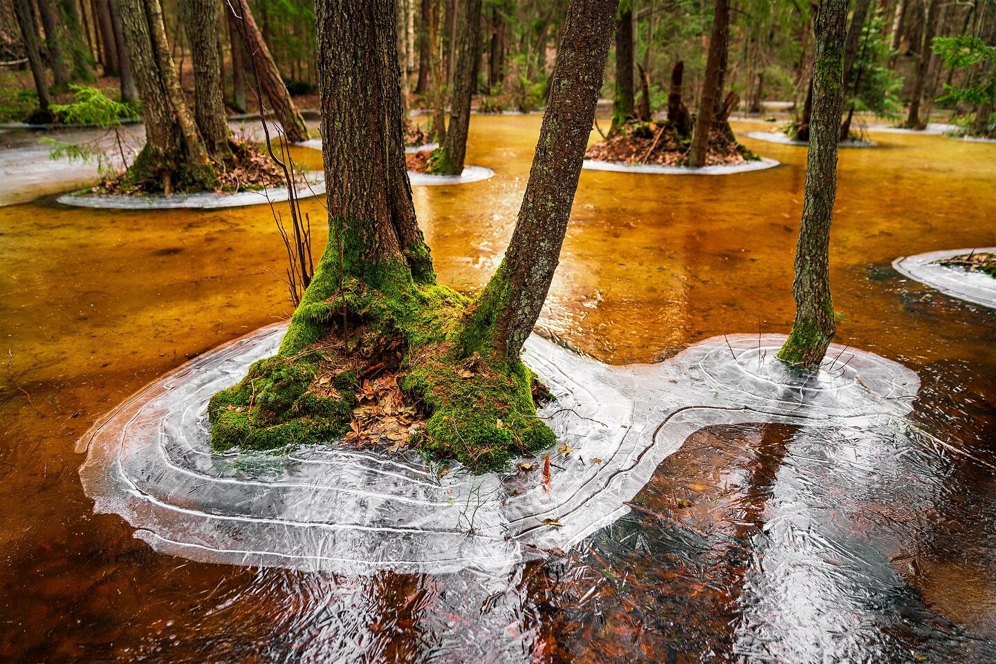 Dette er et bilde fra en dam i skogen p&aring; Jel&oslash;ya.

Dammen fr&oslash;s, tinte litt, og fr&oslash;s igjen. Det ga et tynt lag med is p&aring; toppen. Under det tynne islaget er vannet brunt, som gir en &lsquo;coca cola&rsquo;-effekt, etterf