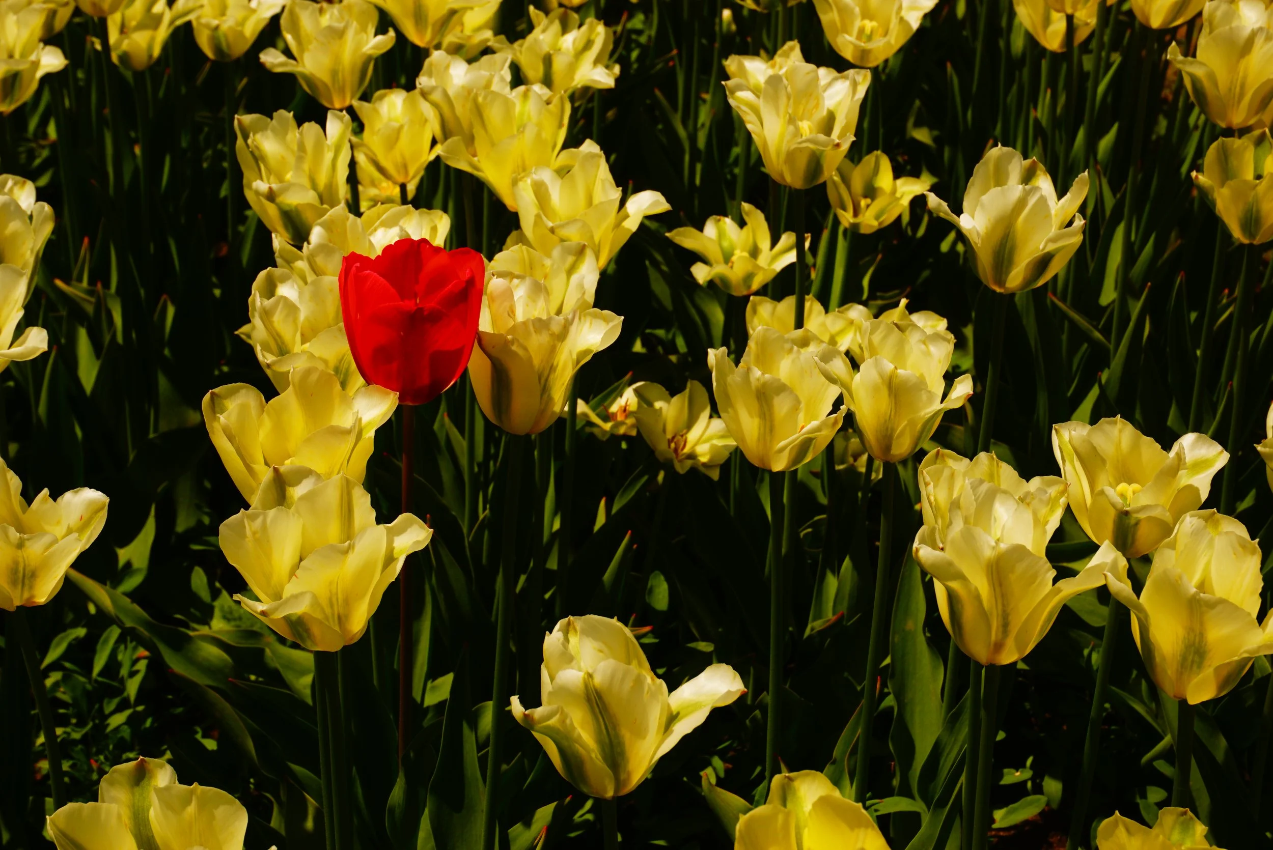 “Tulips” by Jose Lorenzo Mendez