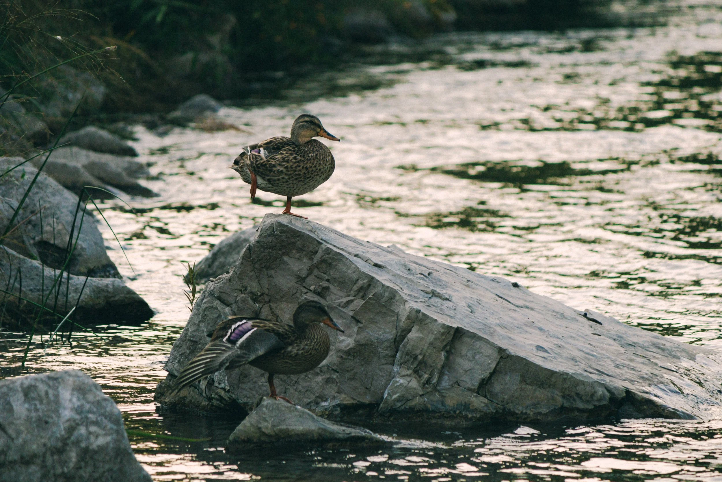 “Duck Shadowing” by Brandon Ma