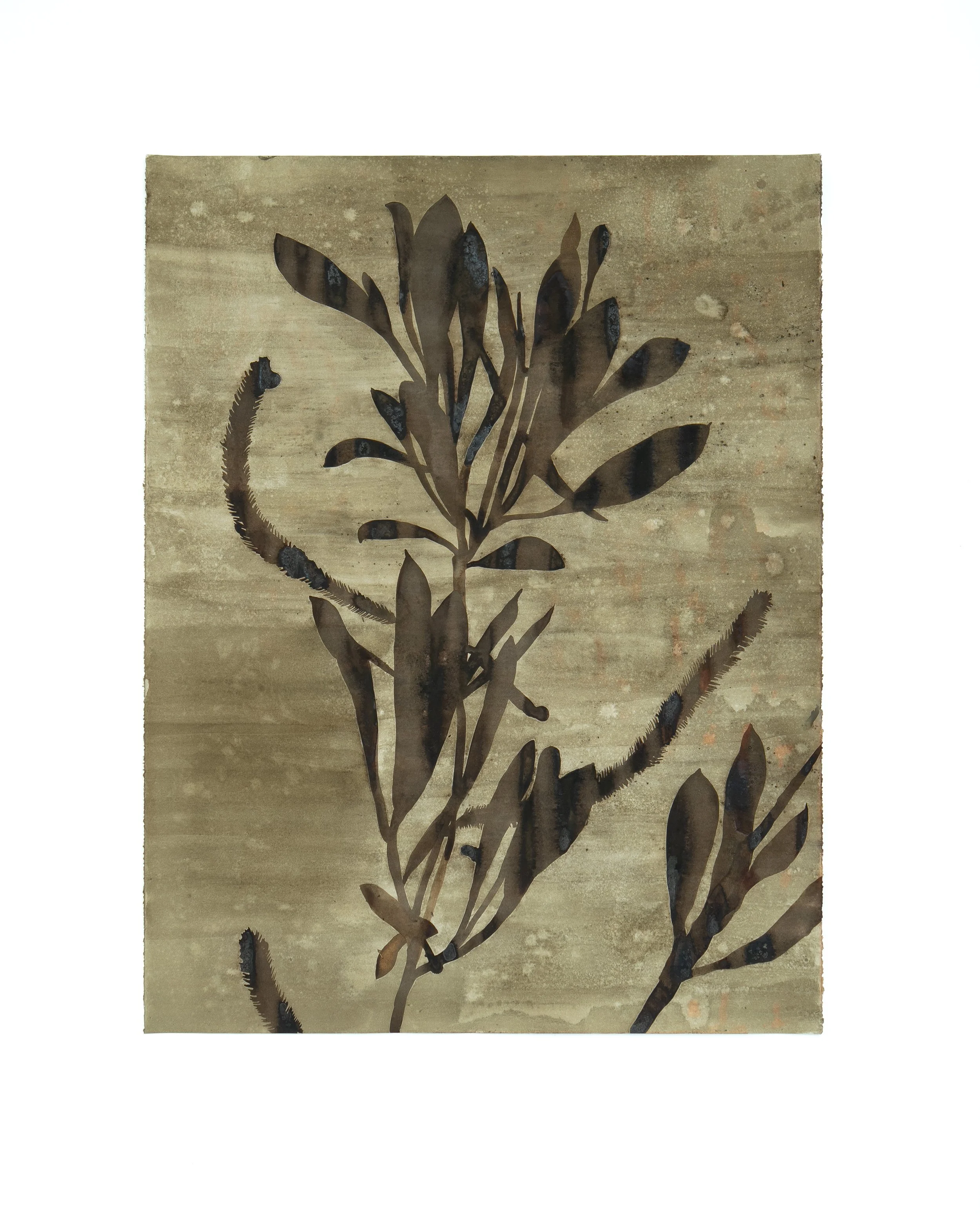 "Scouler's Willow, pax̌ʷpəx̌ʷɬp, 2025, by Genevieve Robertson — botanical drawing made with willow and goldenrod ink on paper, materials collected at Monument Creek Wildfire on Sinixt Territory, BC"