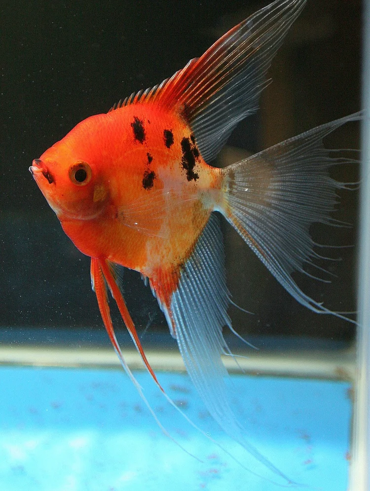 Shop | Live Rare Angelfish For Sale - Angelmania