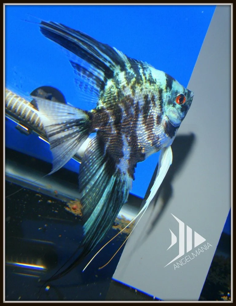 Shop | Live Rare Angelfish For Sale - Angelmania