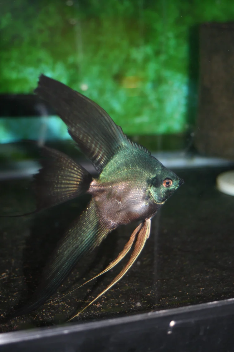 Shop | Live Rare Angelfish For Sale - Angelmania