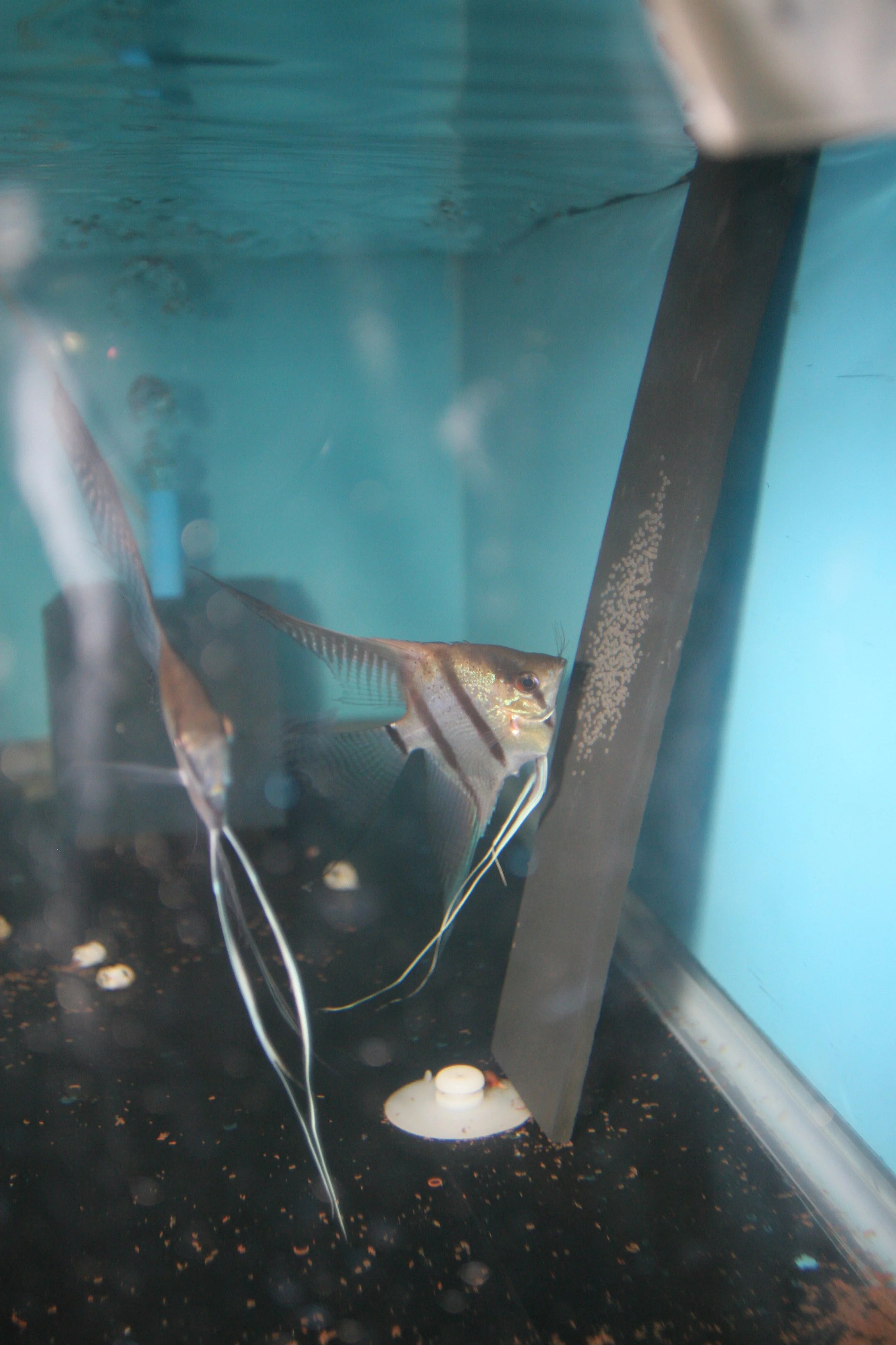 Shop | Live Rare Angelfish For Sale - Angelmania