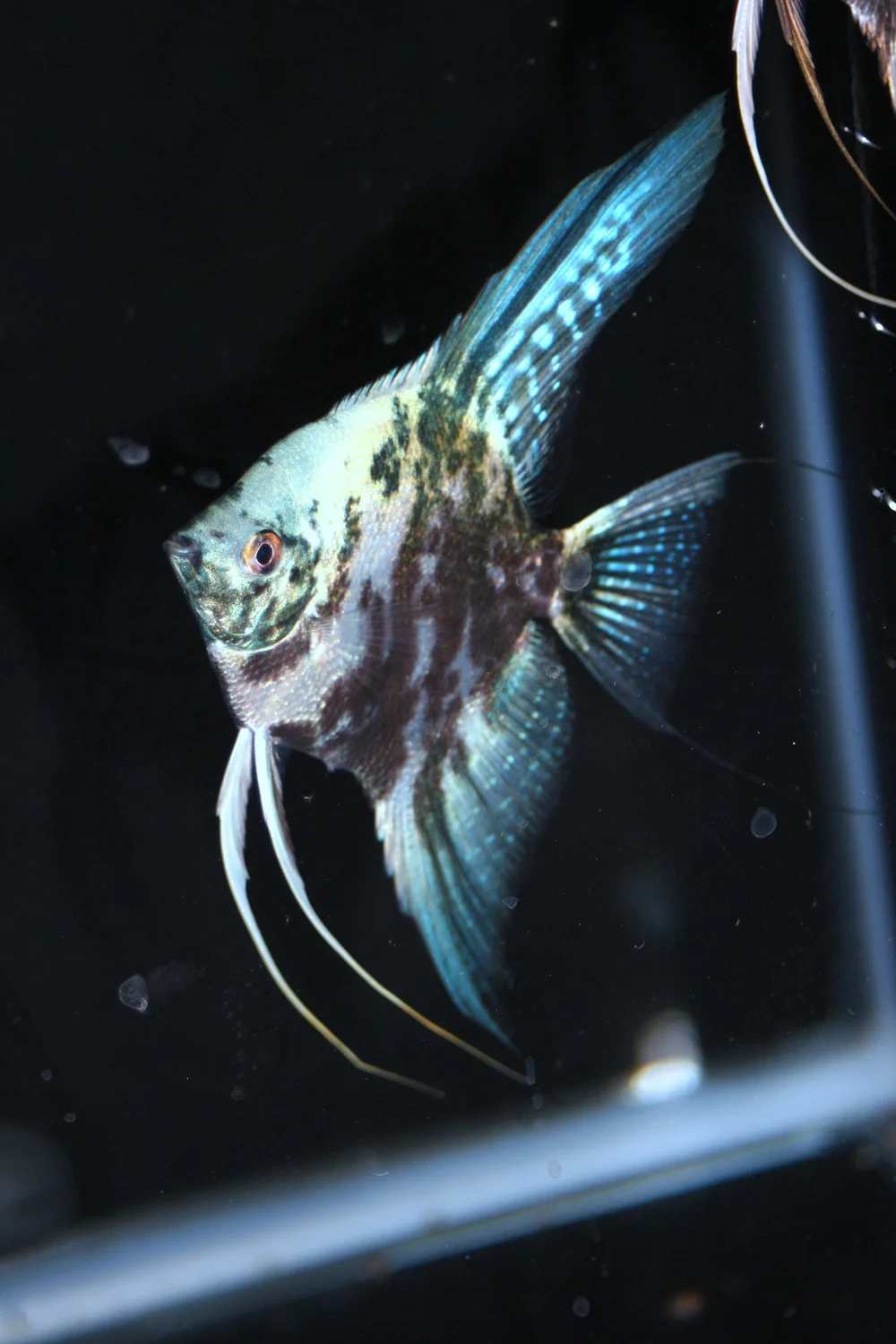 Freshwater Marble Angelfish