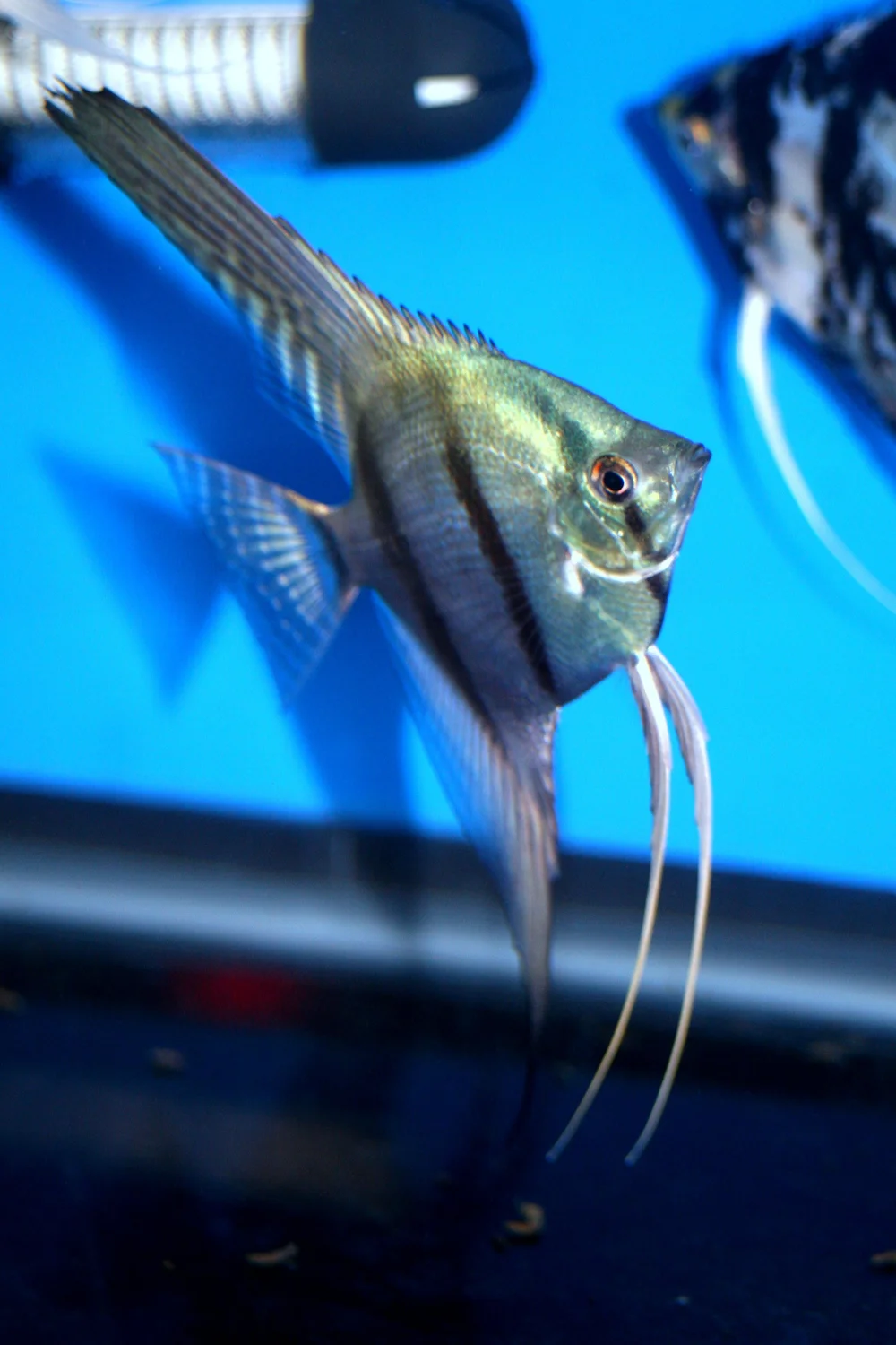 Wild-Cross Philippine Blue Silver - Angelmania