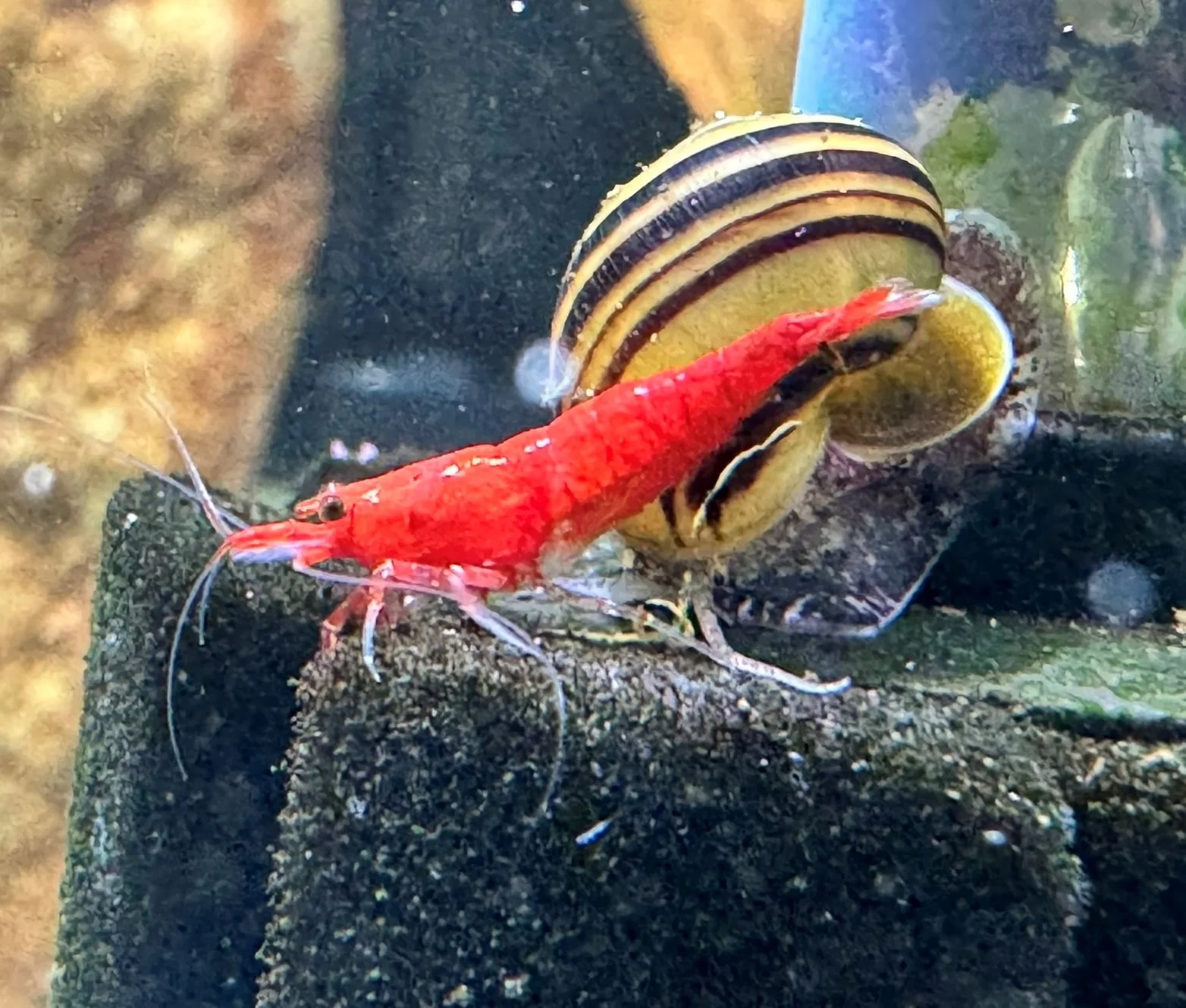 Shop | Live Rare Angelfish For Sale - Angelmania