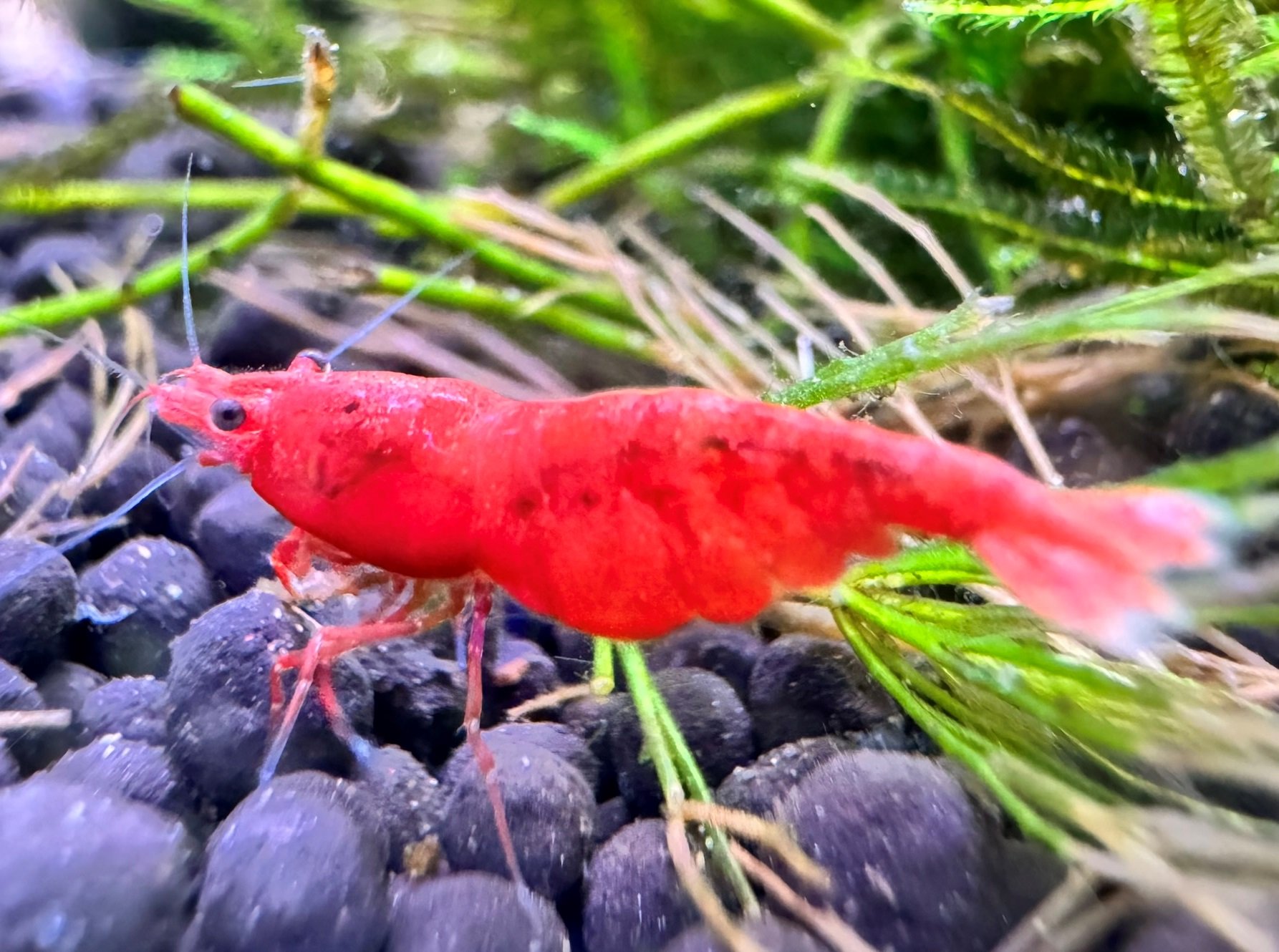 Shop | Live Rare Angelfish For Sale - Angelmania