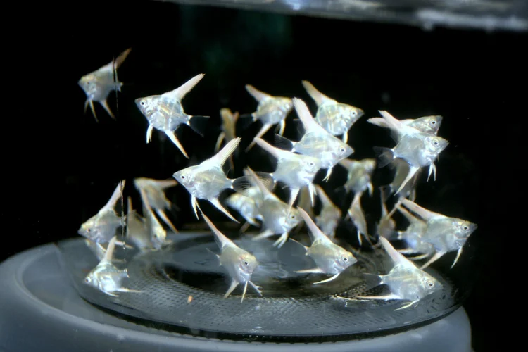 Information Links | Angelfish For Sale Online - Angelmania