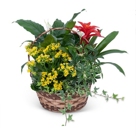 Blooming Plant Basket