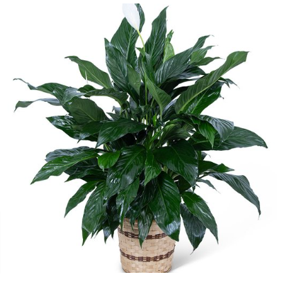 Medium Peace Lily Plant - Pocket-of-Posies-Florist-Eureka-California