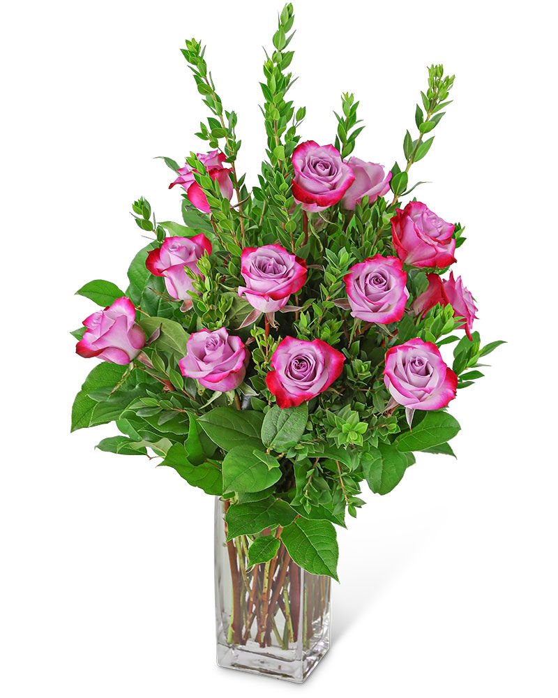 12 Bright Lavender Roses
