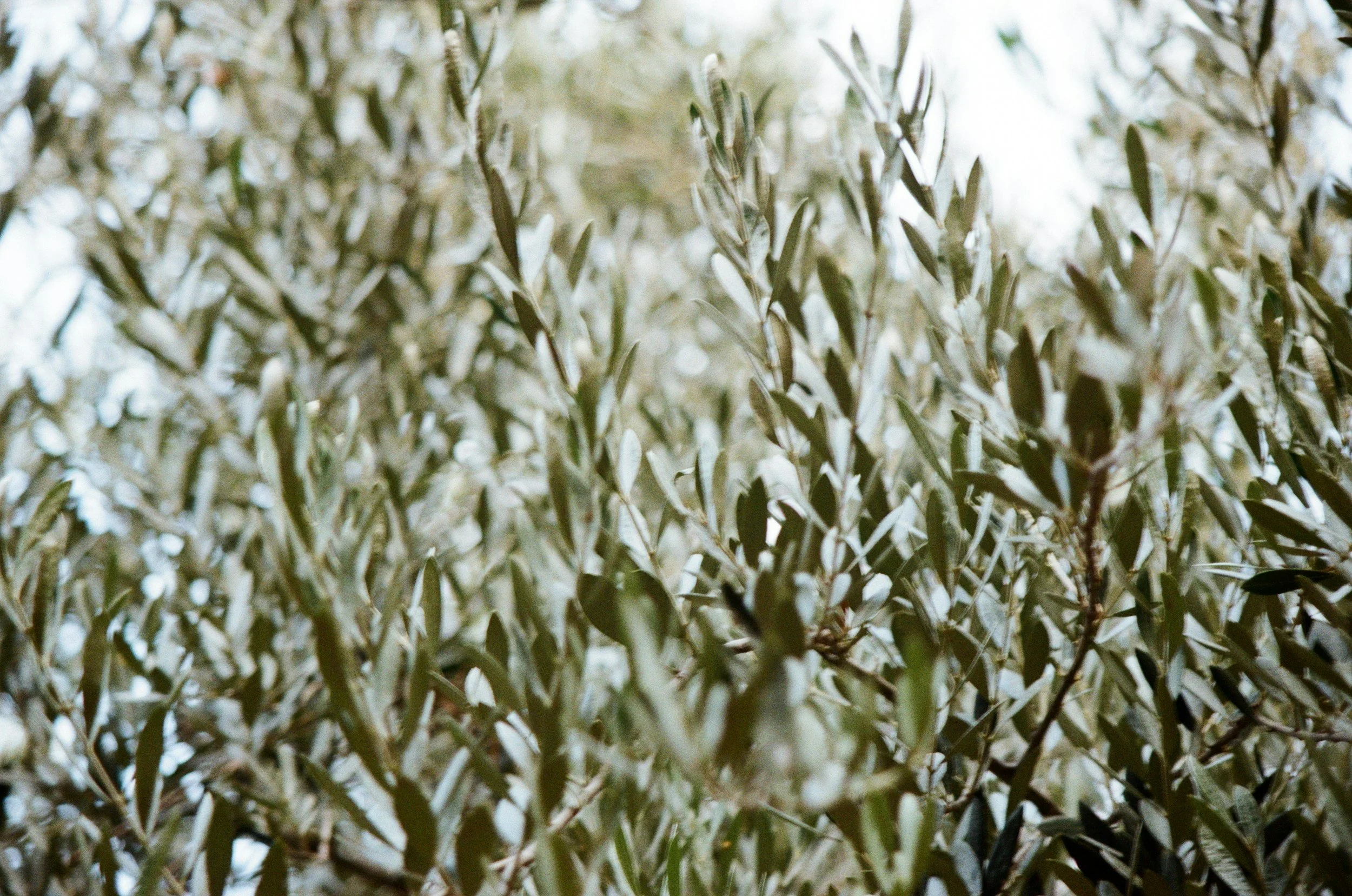 Close-up of green, leafy shrubbery with sunlight shining through.