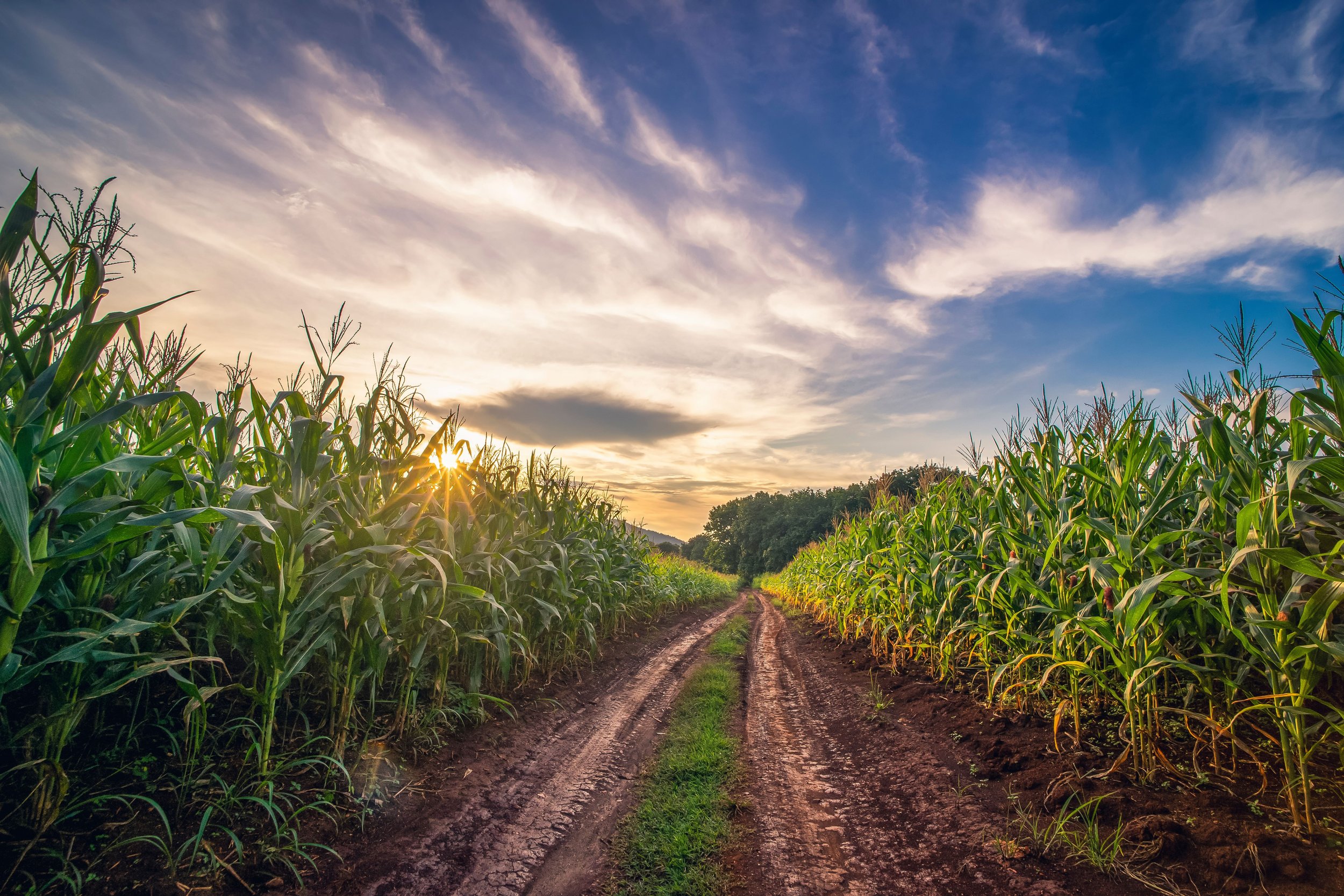 Food Bank Council of Michigan applauds House leadership for supporting Michigan Agricultural Surplus System