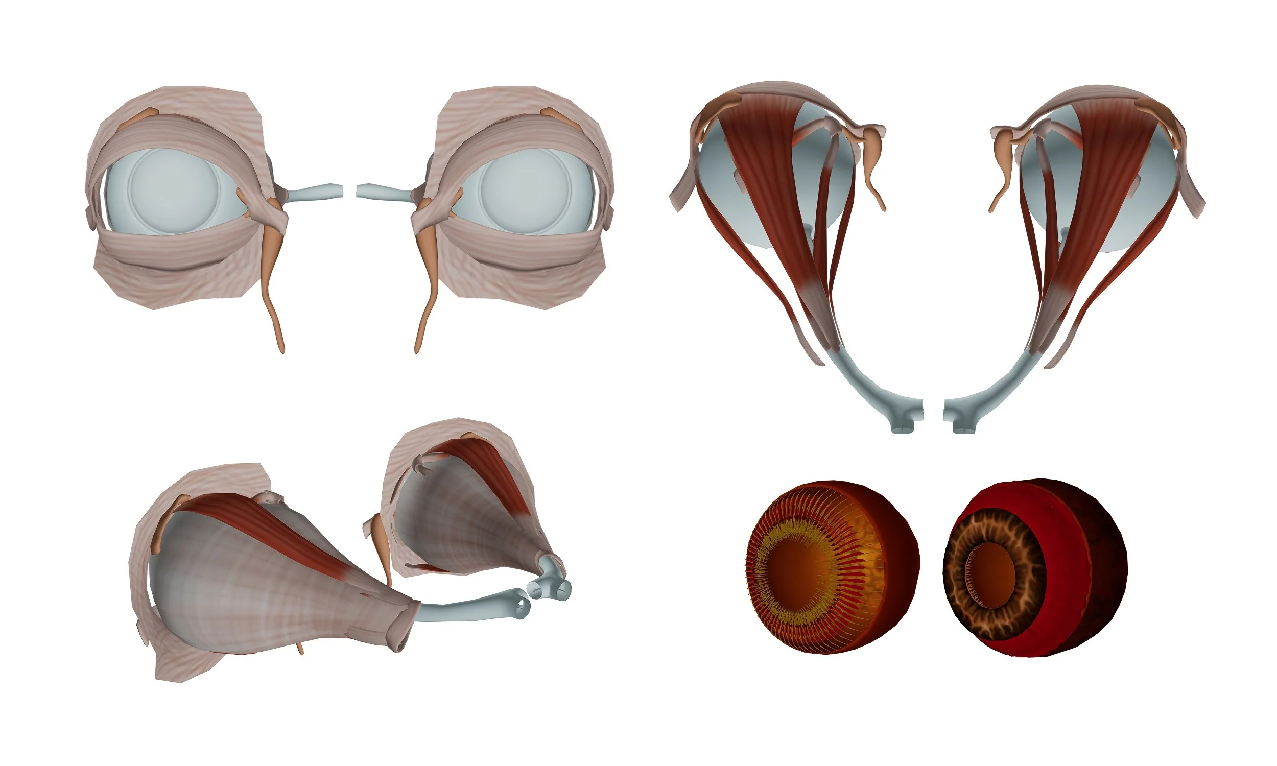 Visual System