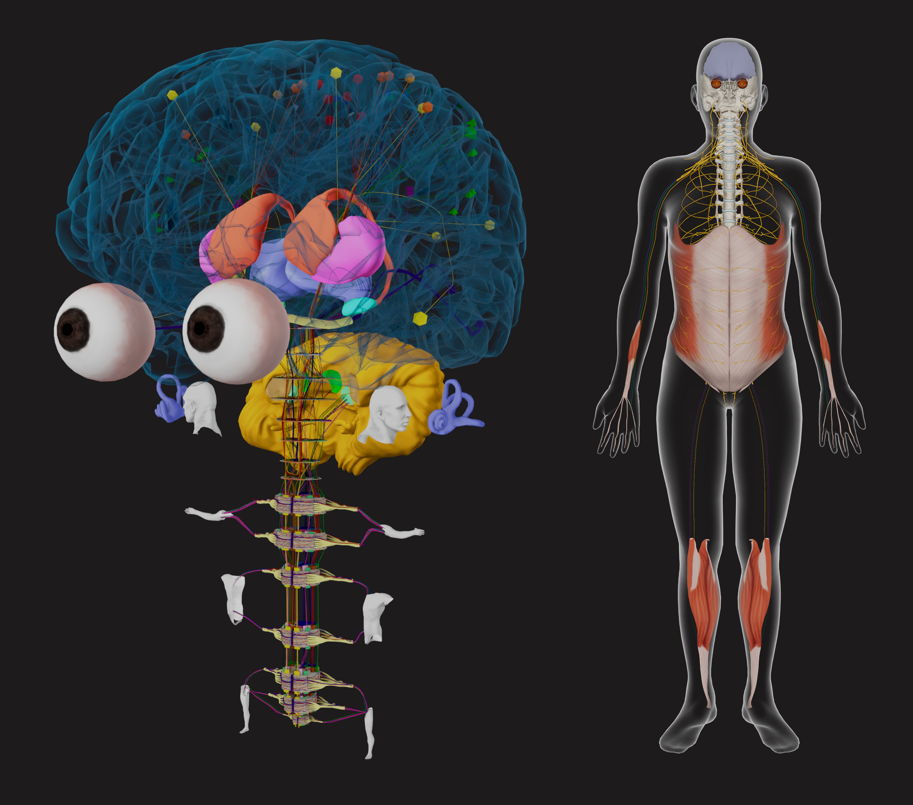 HoloAnatomy Neuro asset library showing 3D models of a large brain with detailed cross sections and neural pathways, next to a full-body 3D model of the central nervous system.