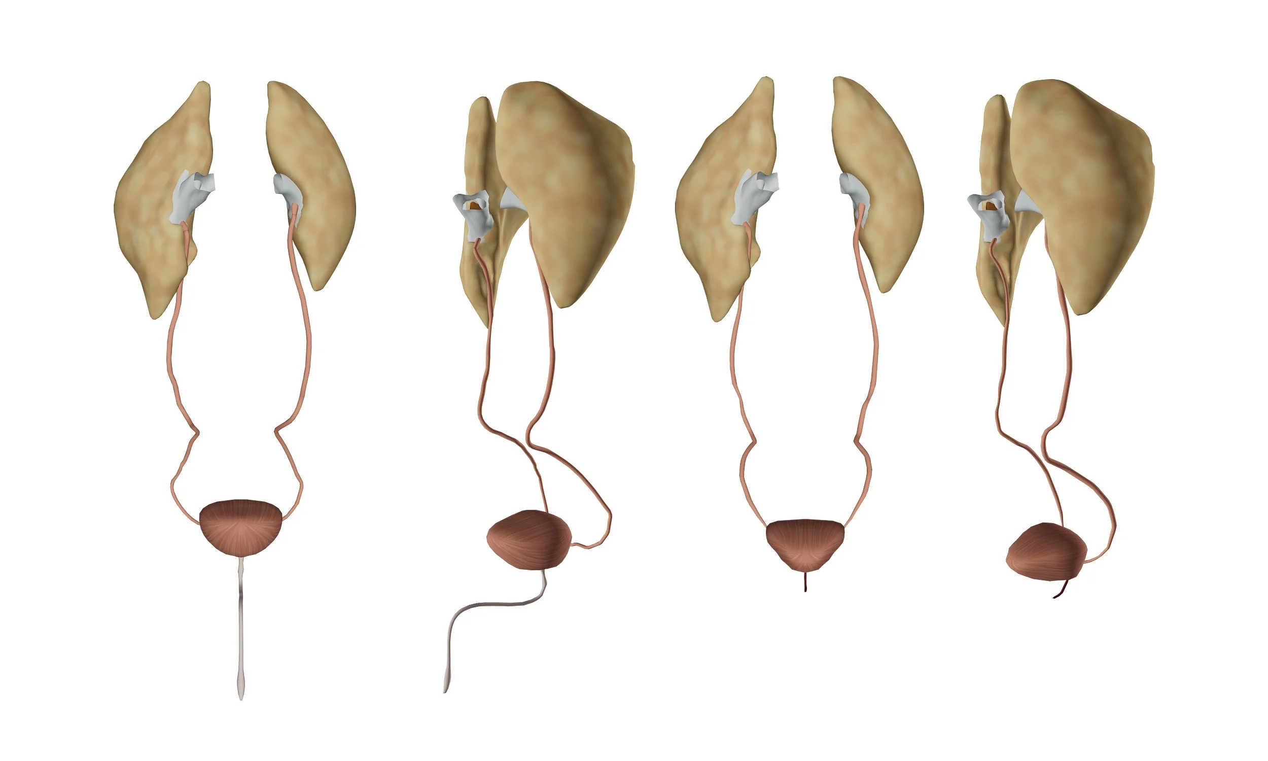 Urinary System