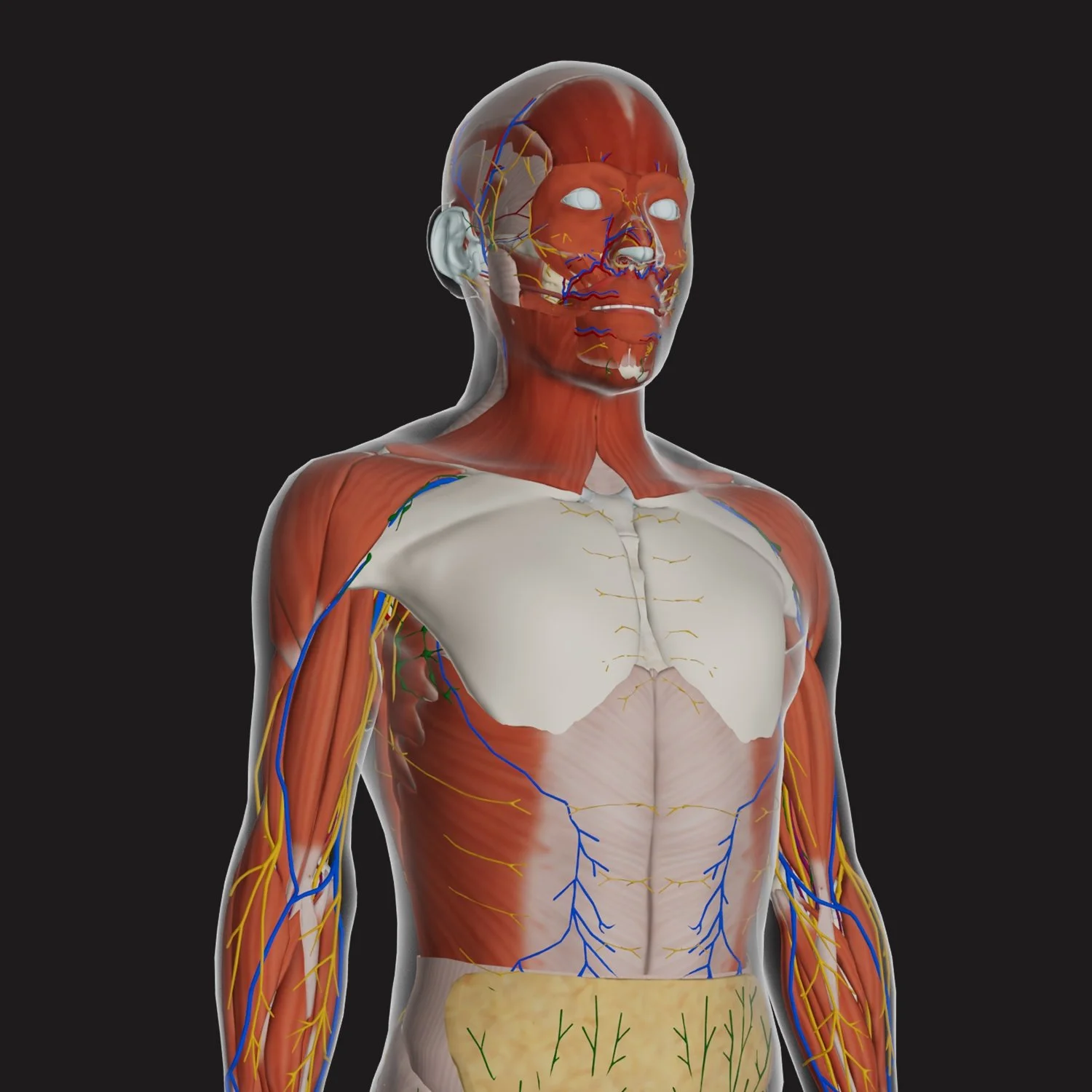 HoloAnatomy thumbnail showing anatomical systems