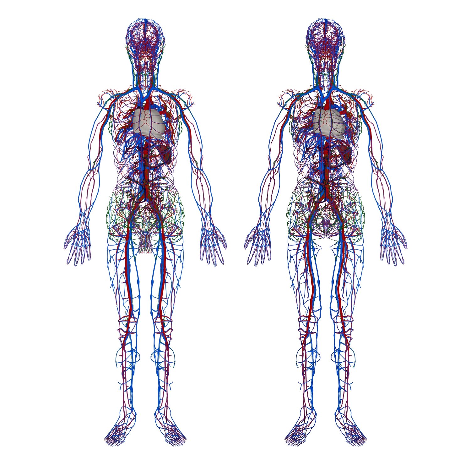 Circulatory System