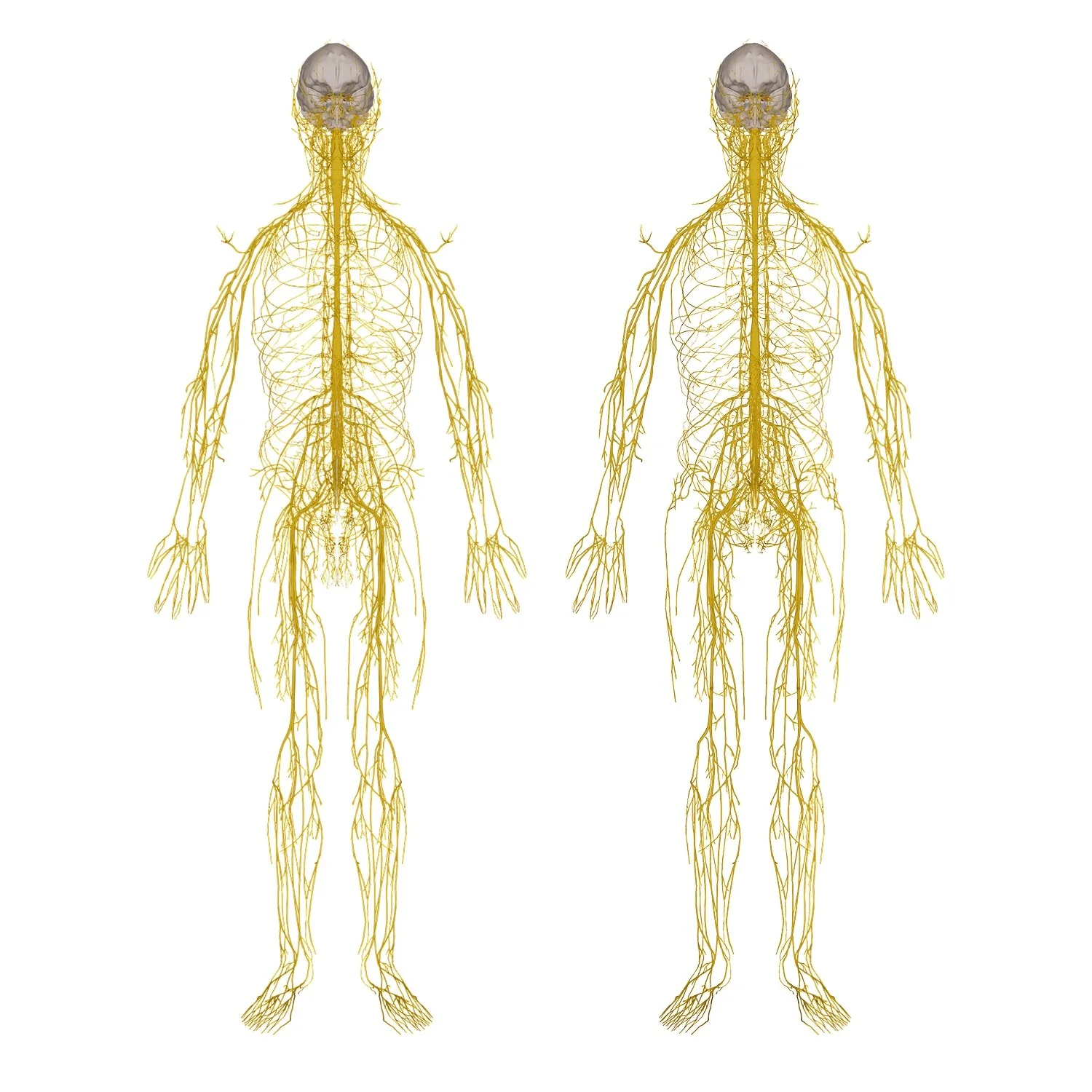 Nervous System