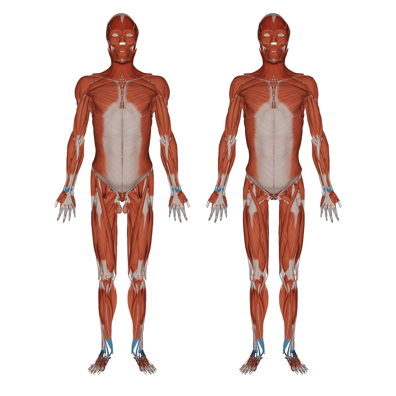 Muscular System