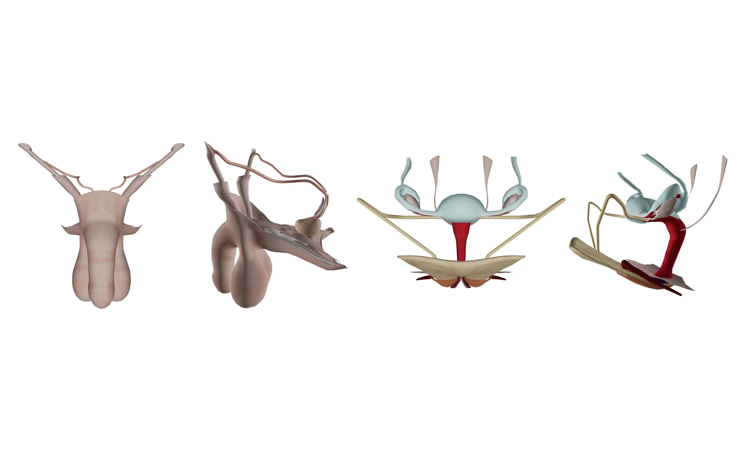 Reproductive System