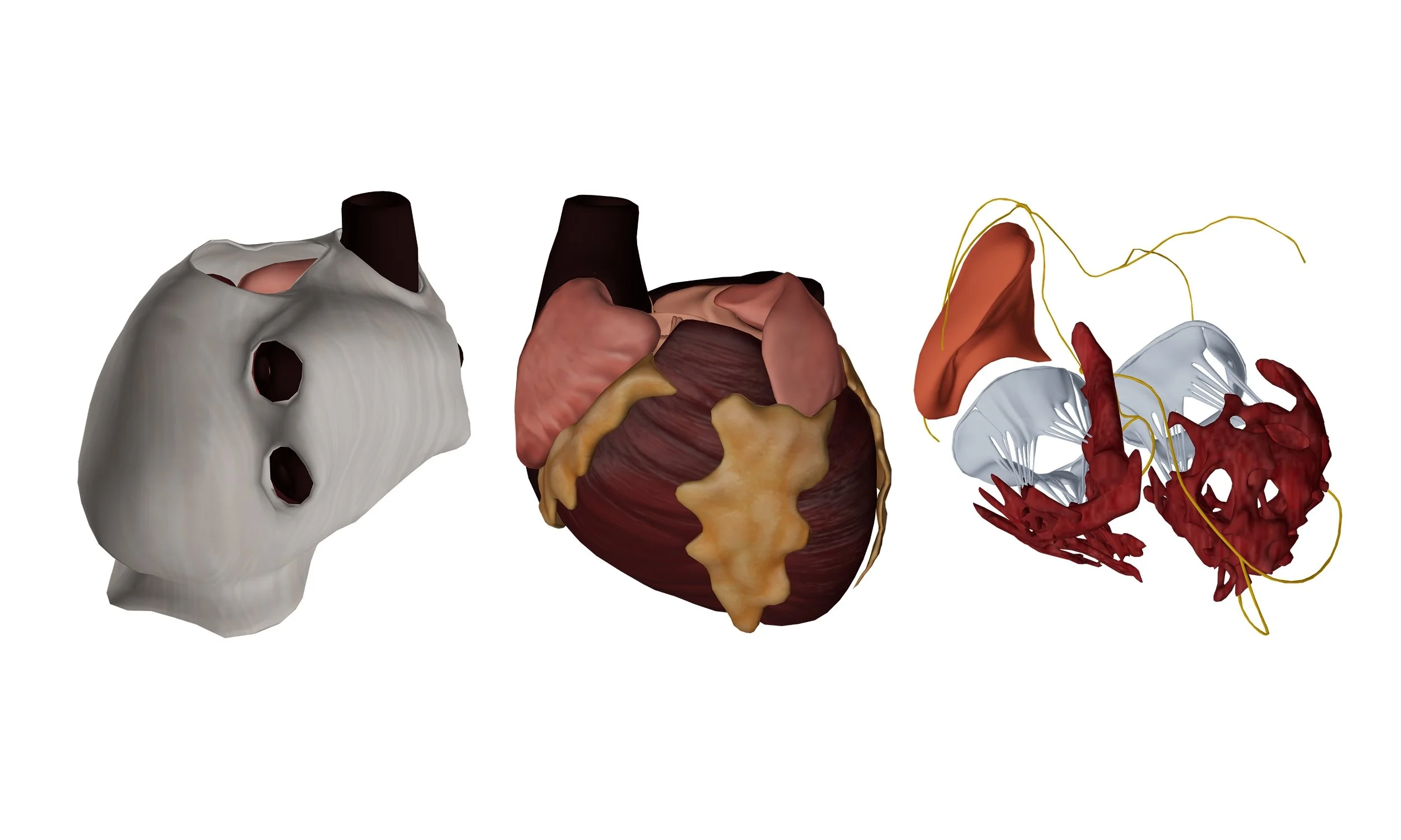 Heart (Circulatory System)