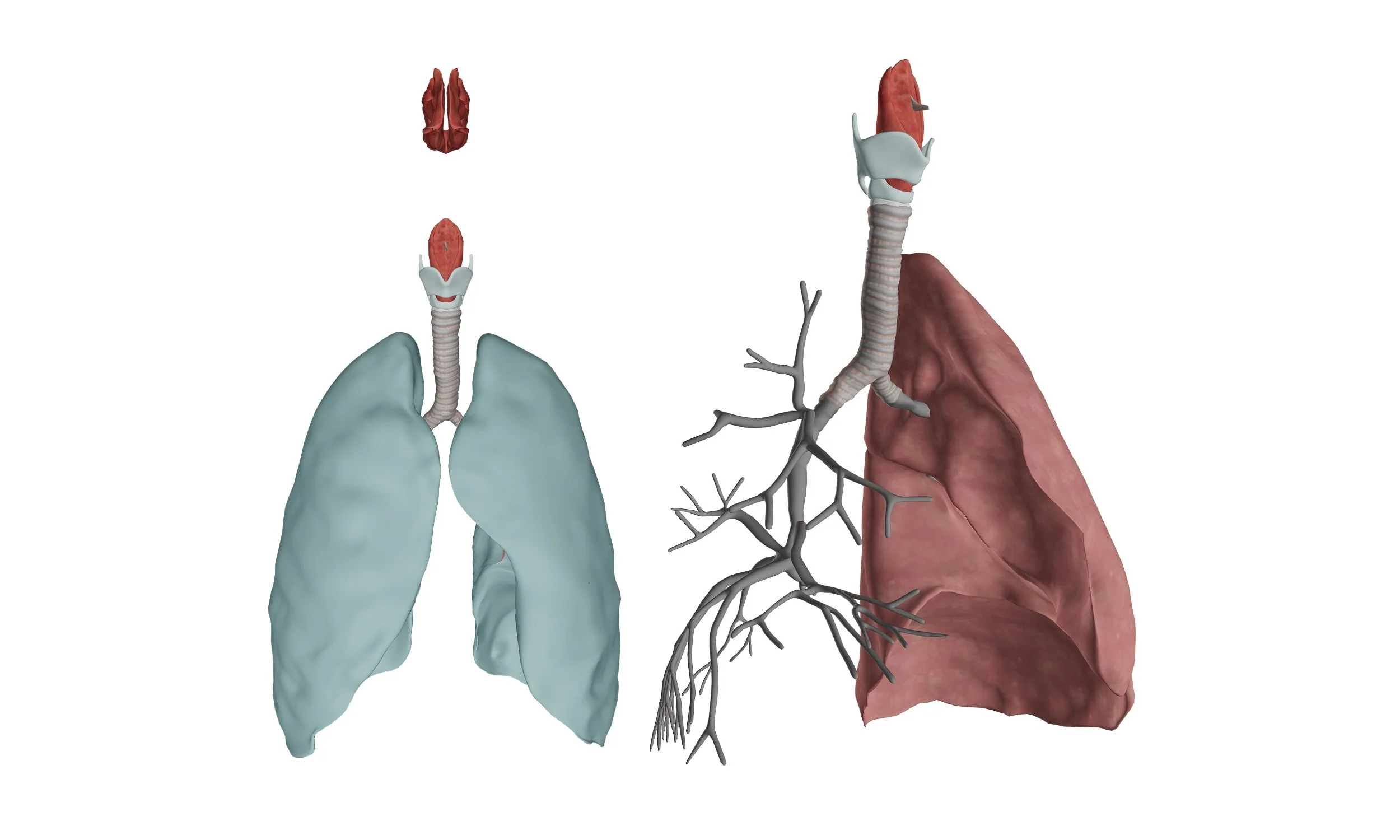 Respiratory System