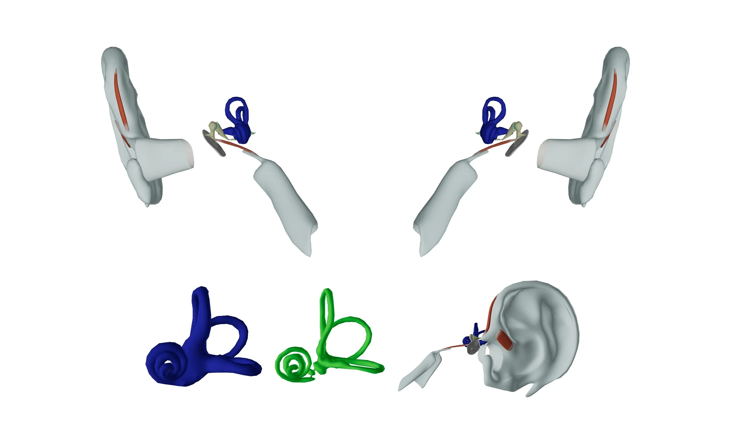Auditory & Vestibular Systems