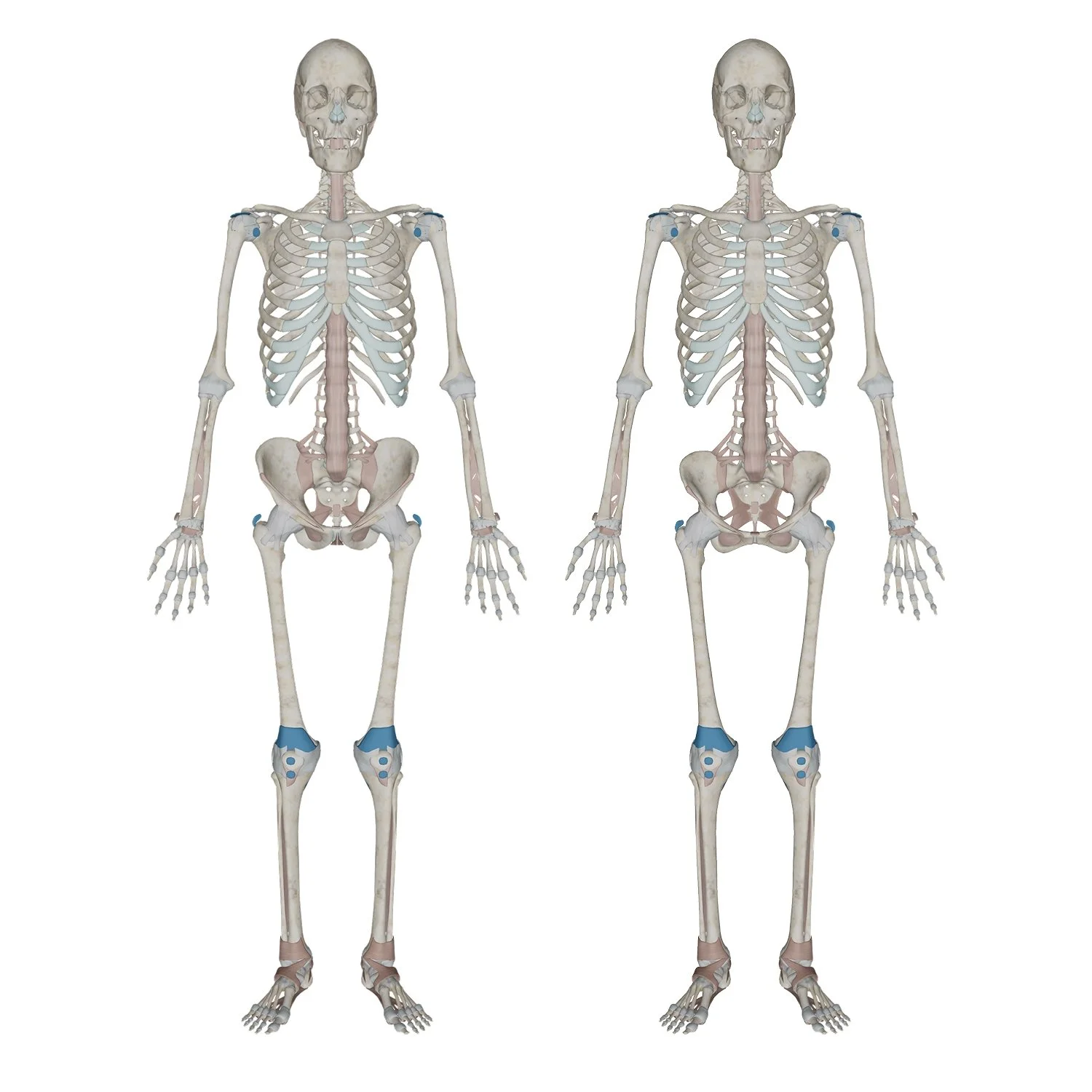 Skeletal System