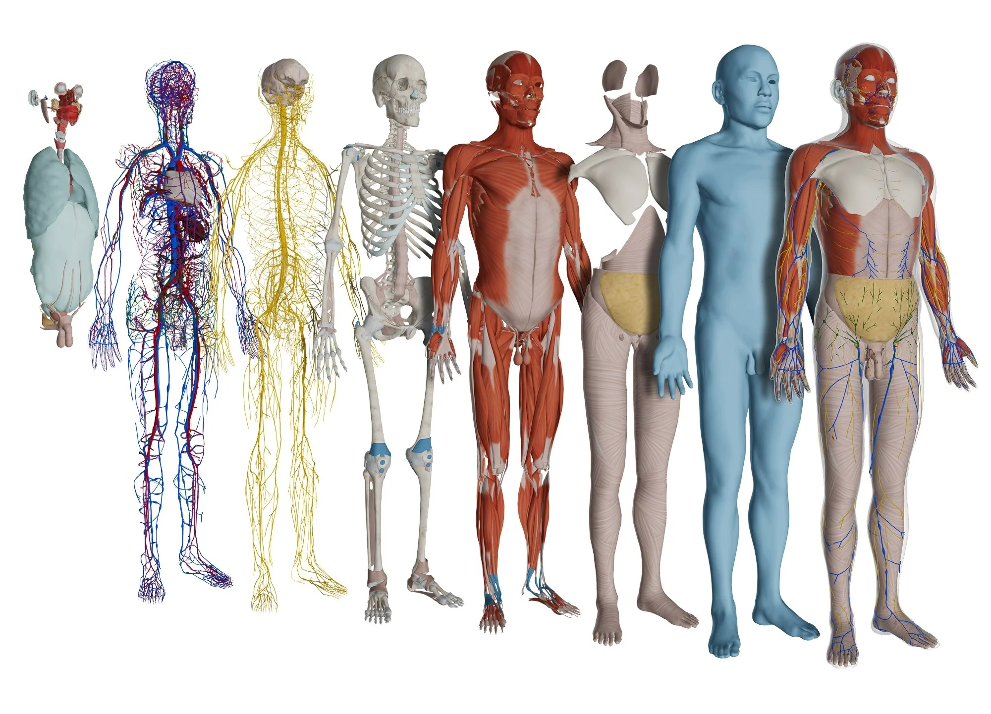 The HoloAnatomy asset library showing multiple male body systems isolated next to one another.