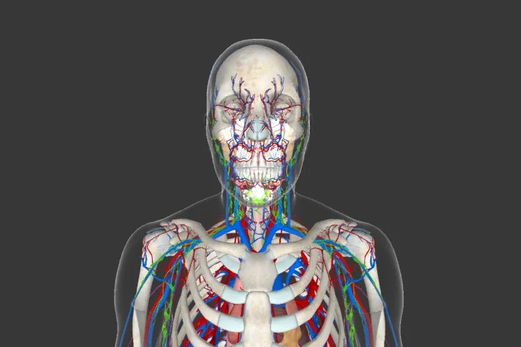 Illustration of the human anatomical system showing the skull, ribcage, and internal blood vessels in color.