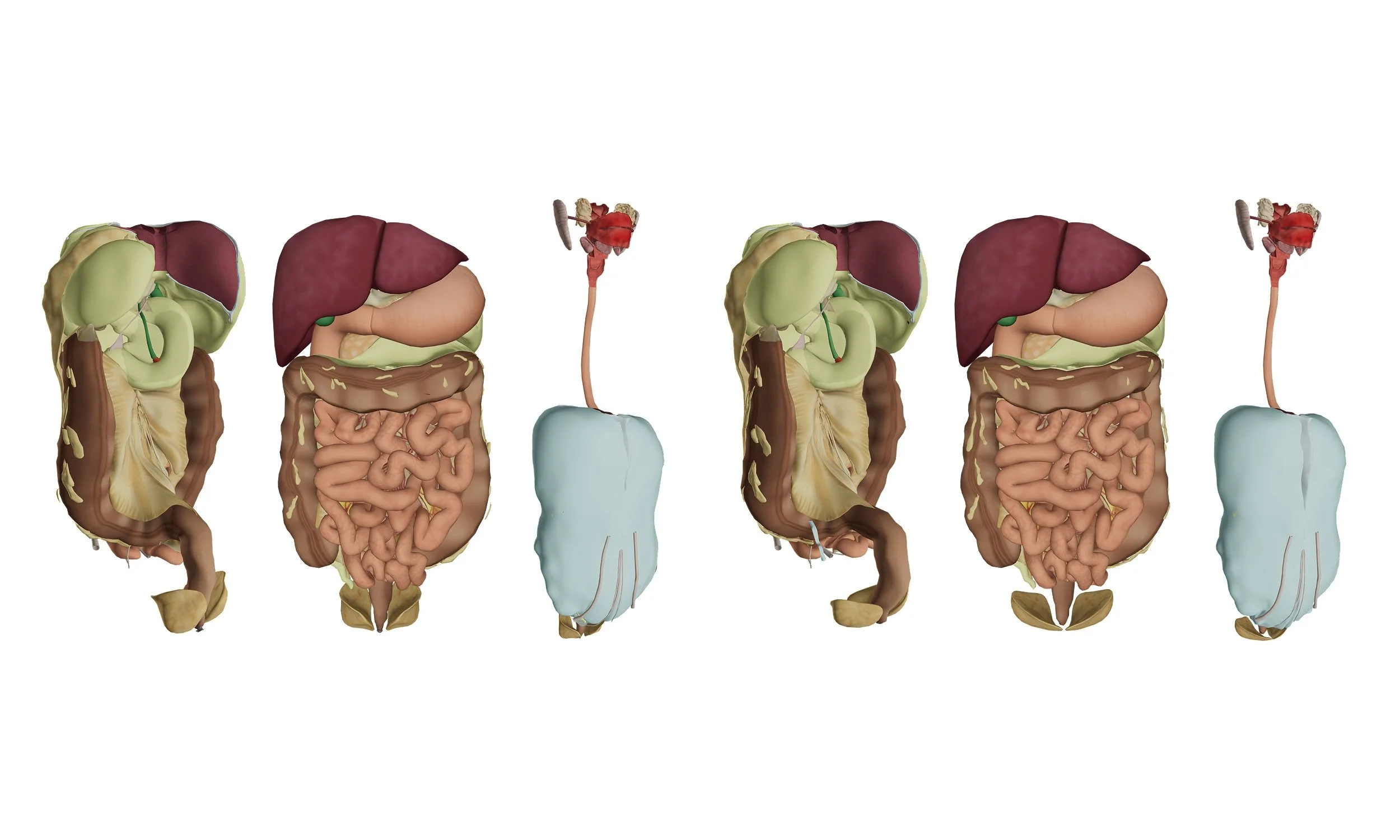 Digestive System