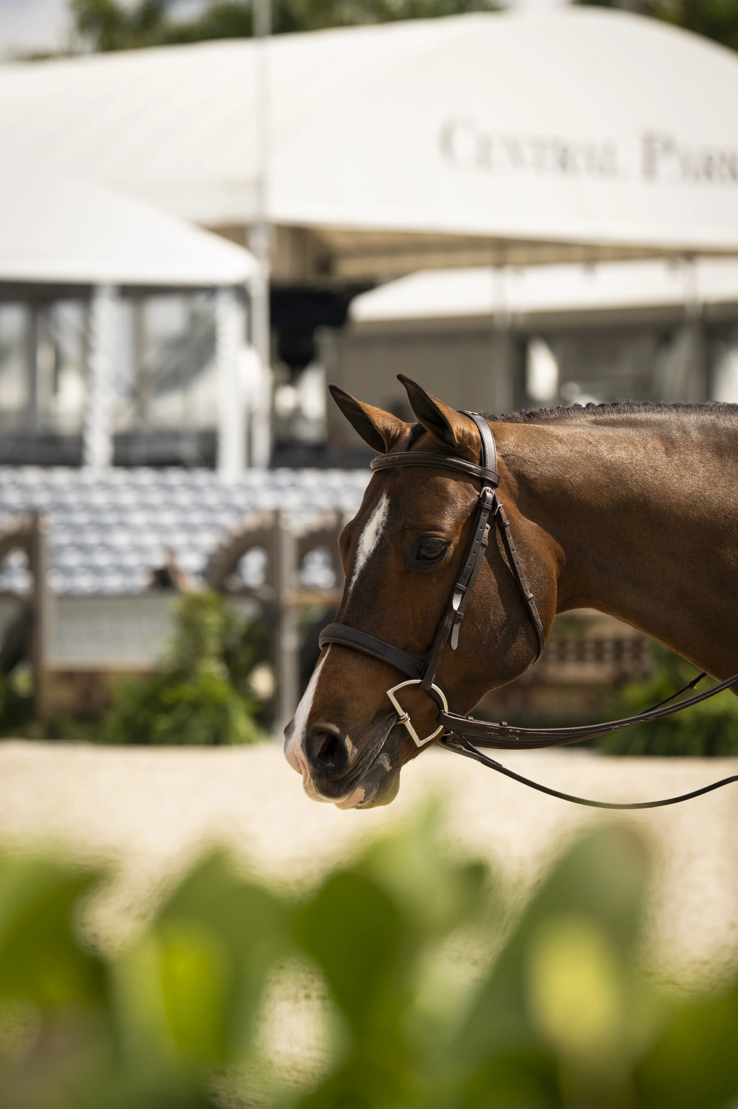 Jen Bliss and Wailea-6.JPG